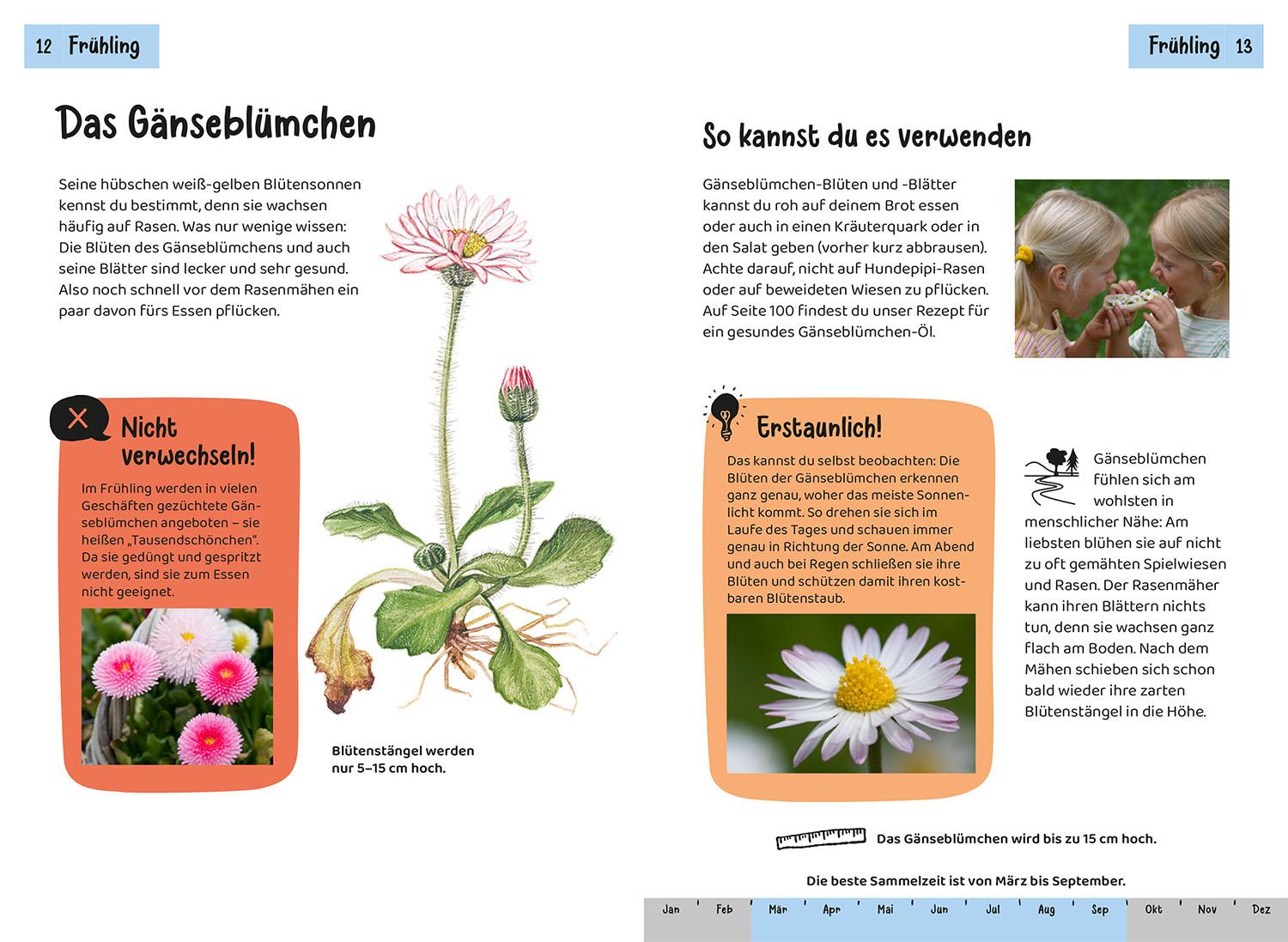 Beispielinhalt (Bild) Welche essbare Pflanze ist das? Kindernaturführer