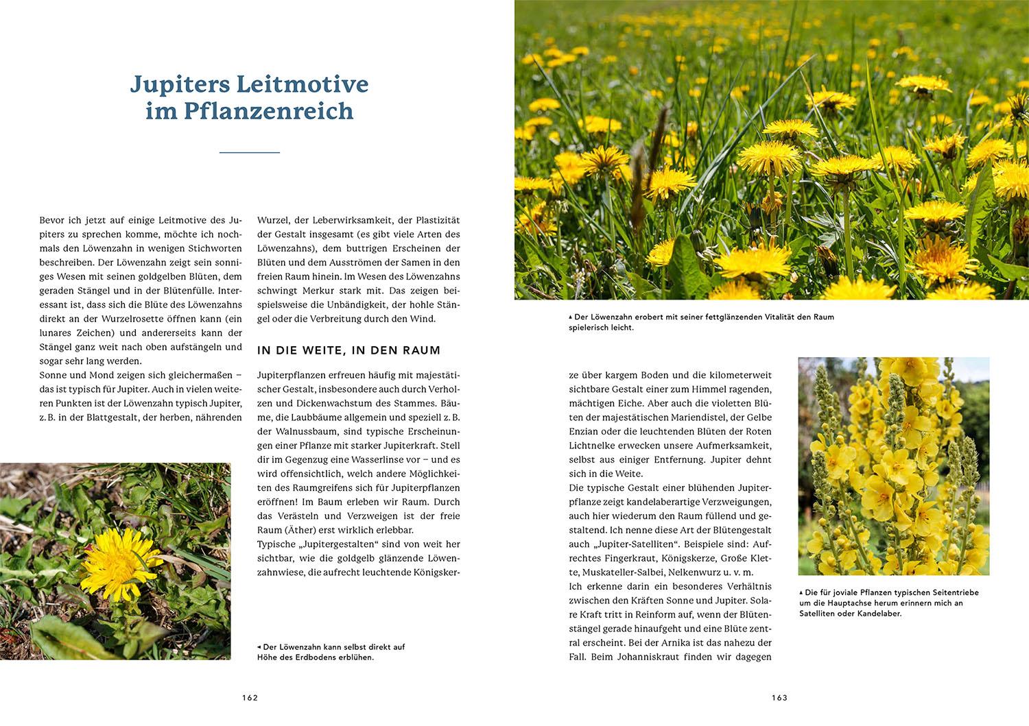 Beispielinhalt (Bild) Die Urkraft der Planeten in den Pflanzen