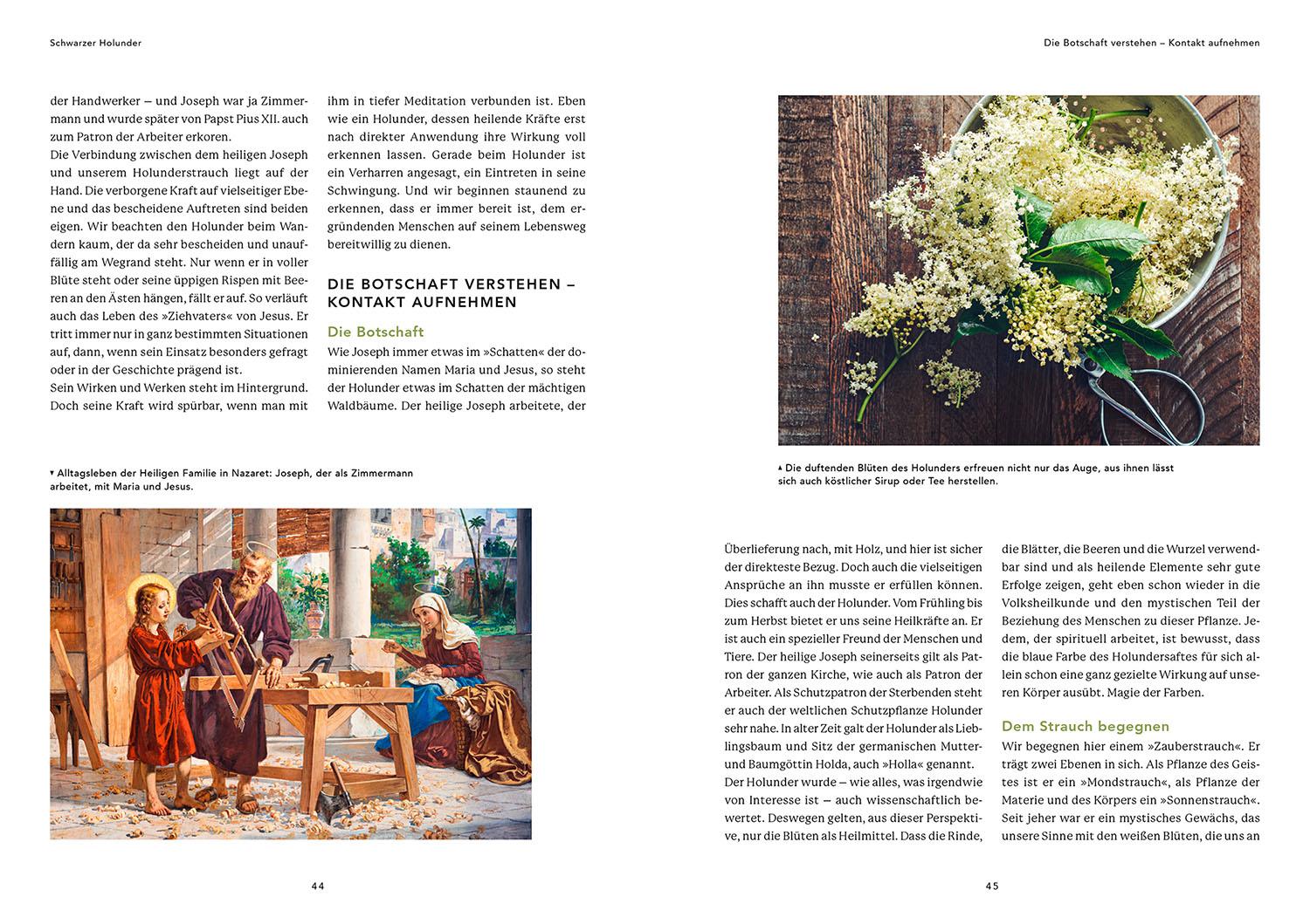 Beispielinhalt (Bild) Die Weisheit der Baumwesen