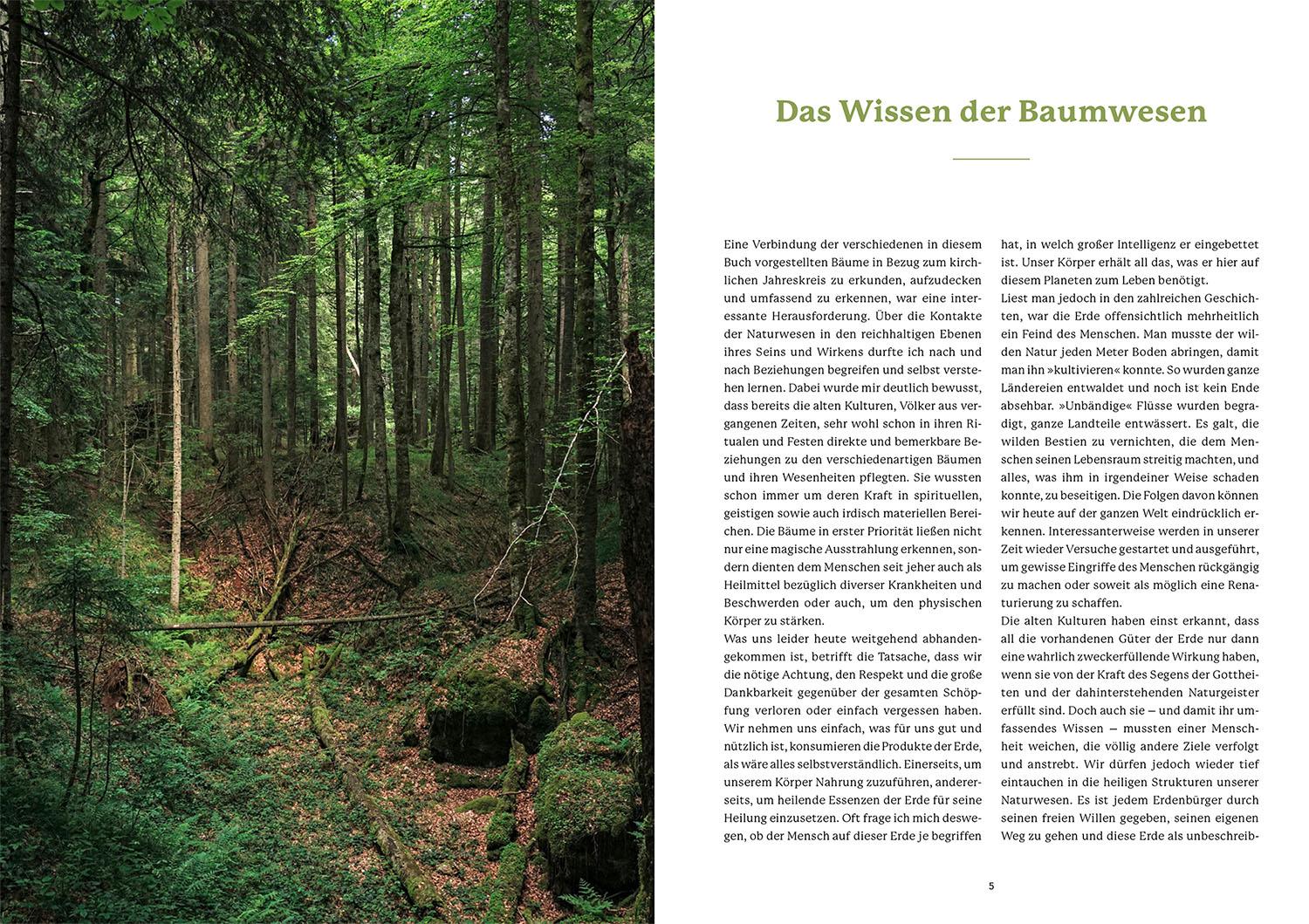 Beispielinhalt (Bild) Die Weisheit der Baumwesen