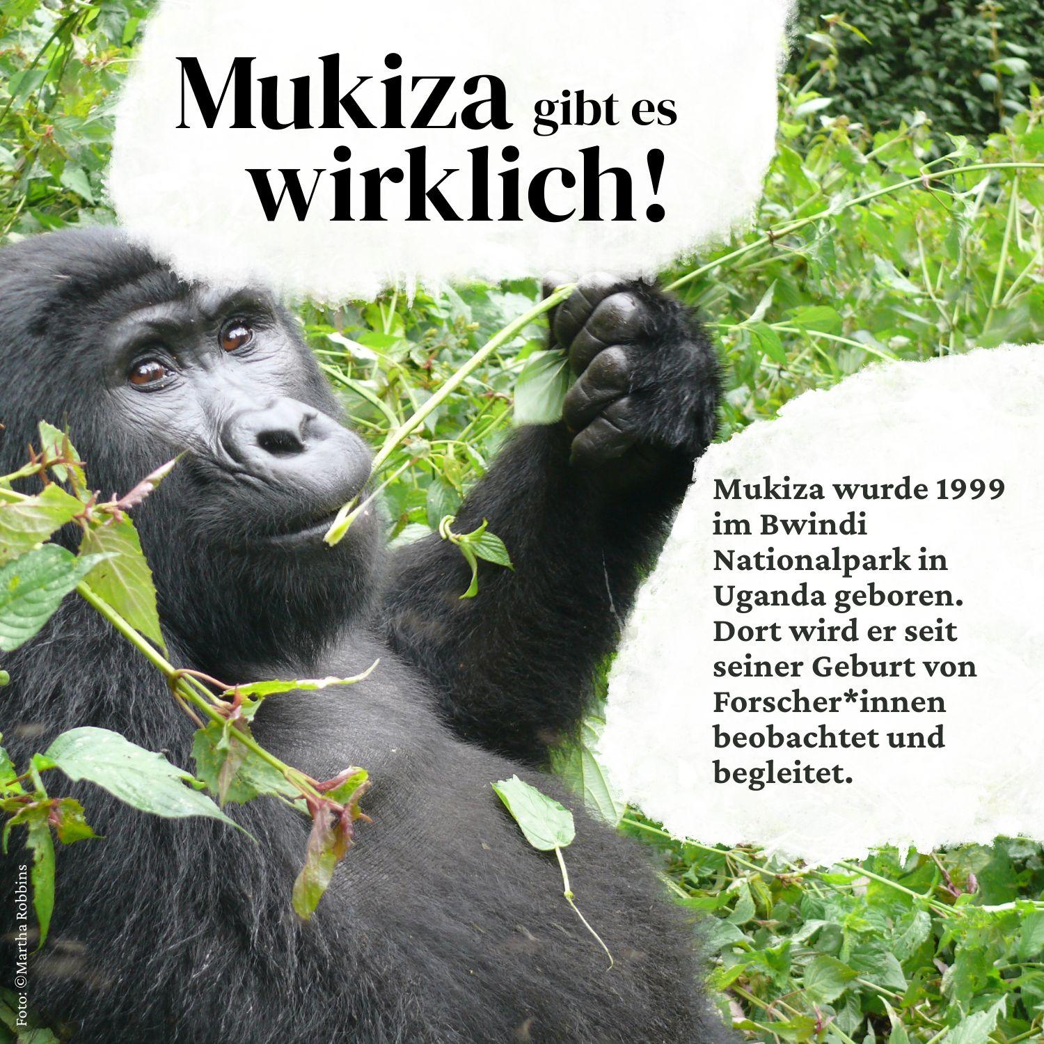 Beispielinhalt (Bild) Mukiza