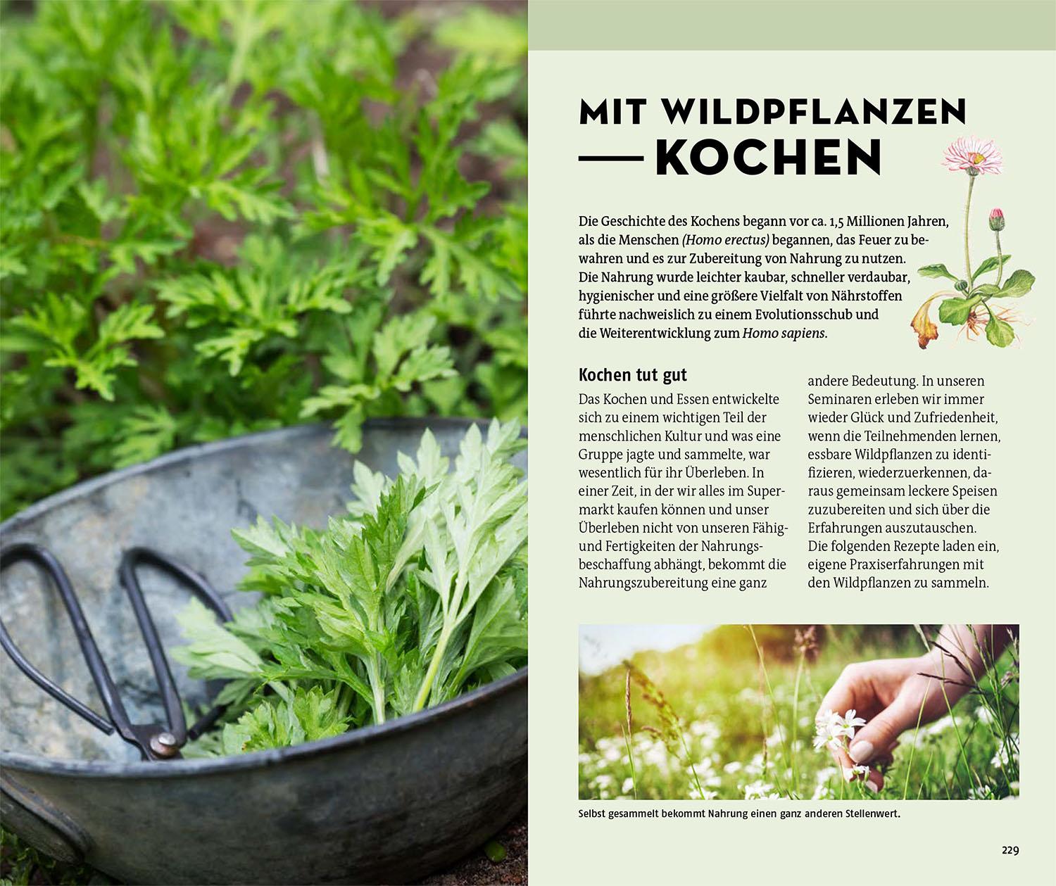 Beispielinhalt (Bild) Welche essbare Wildpflanze ist das?