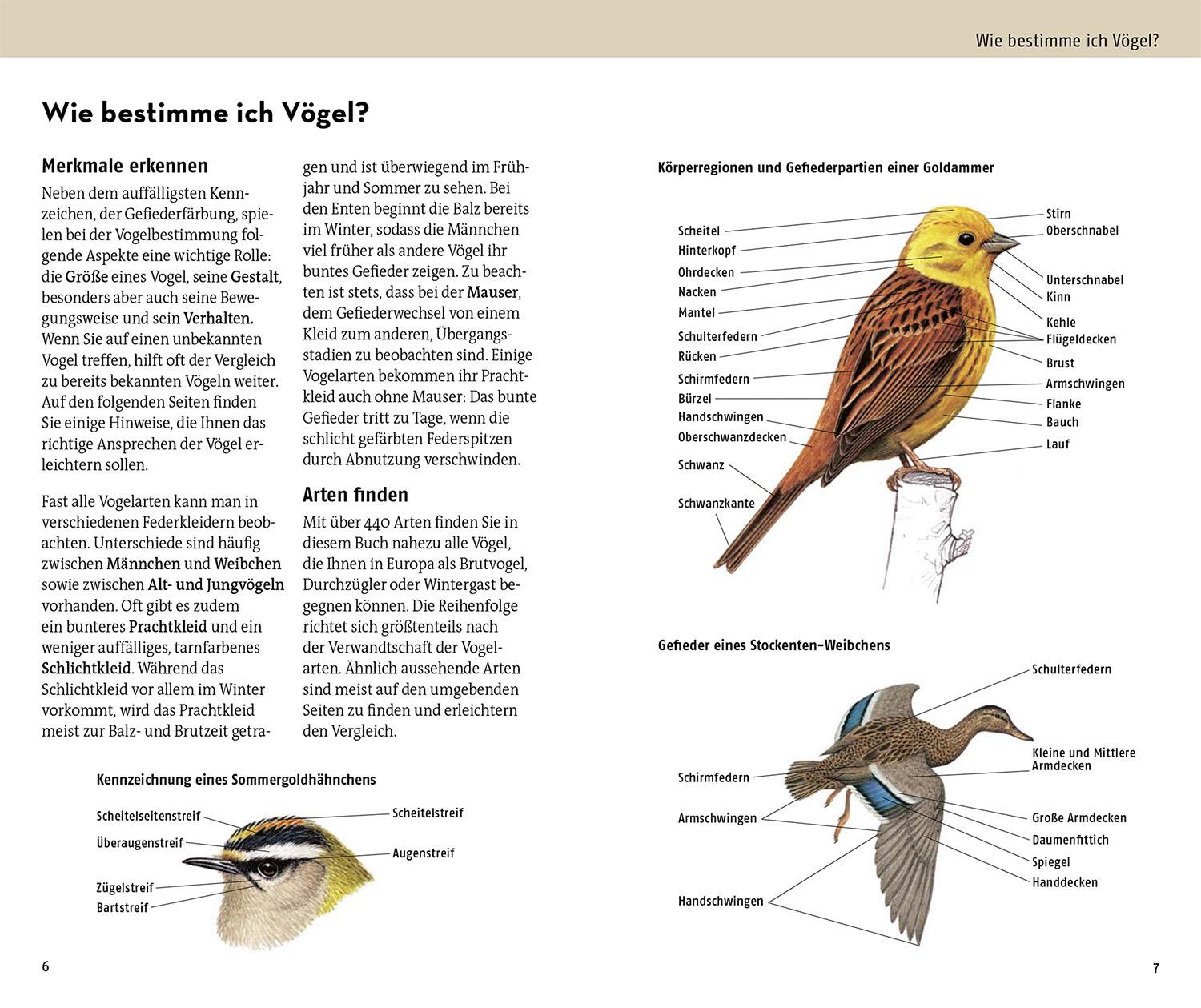 Beispielinhalt (Bild) Welcher Vogel ist das?