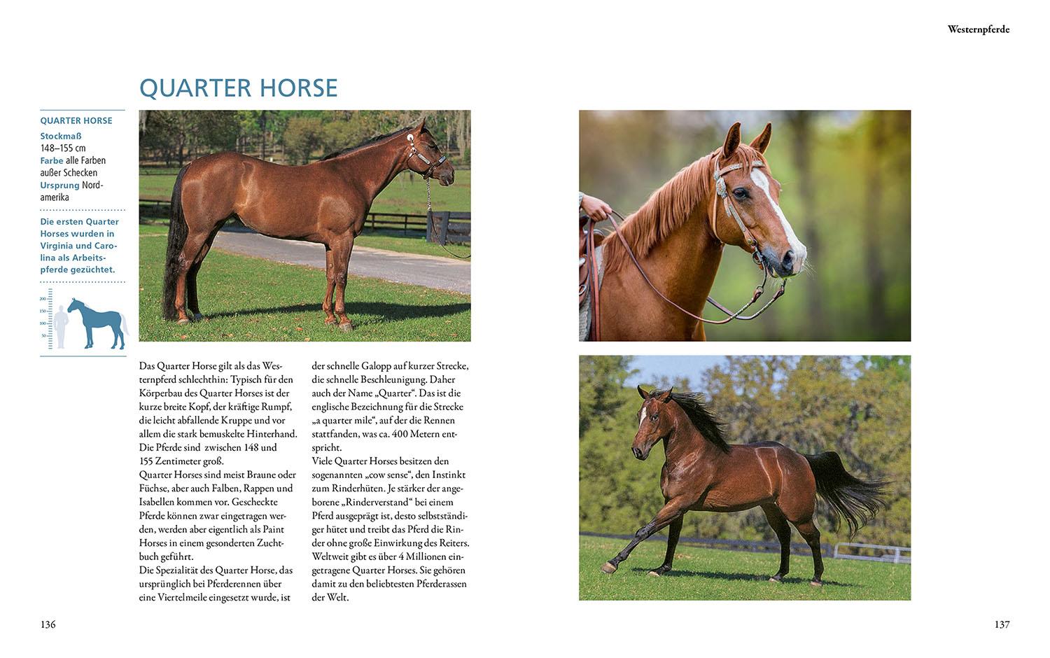 Beispielinhalt (Bild) Pferderassen