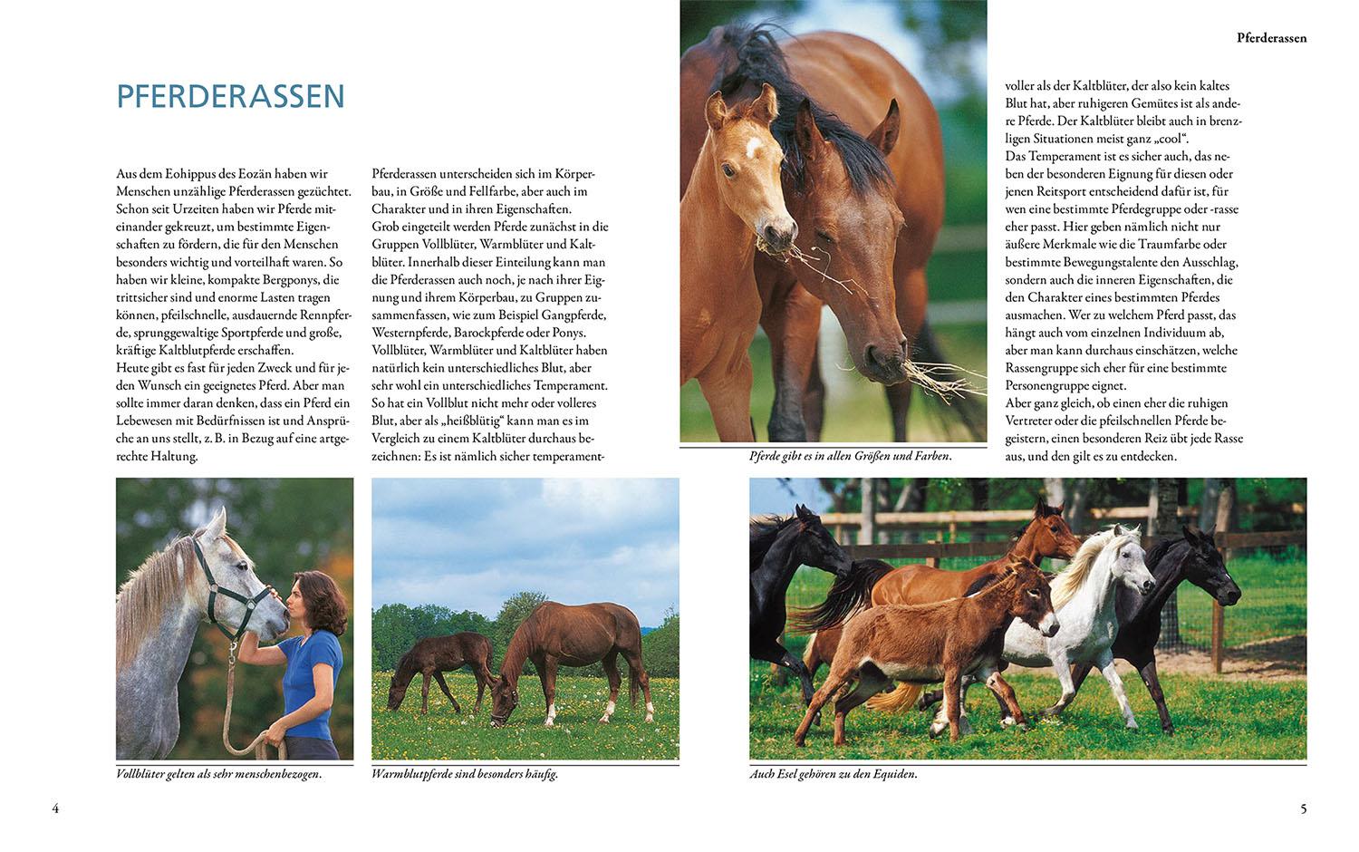 Beispielinhalt (Bild) Pferderassen