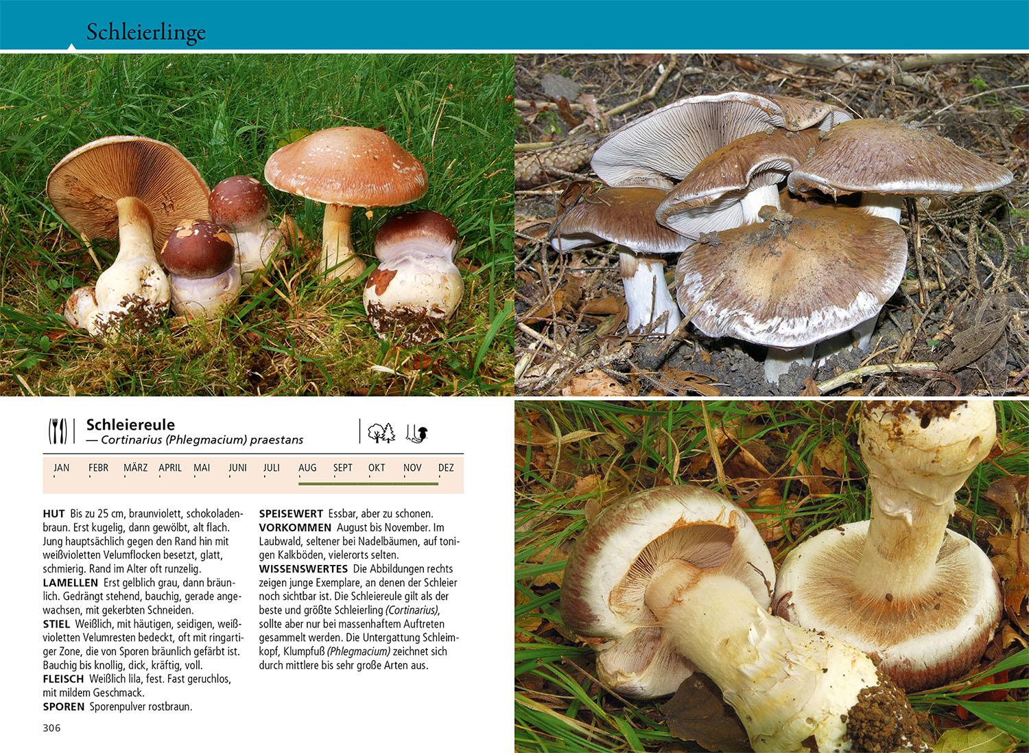 Beispielinhalt (Bild) Welcher Pilz ist das?
