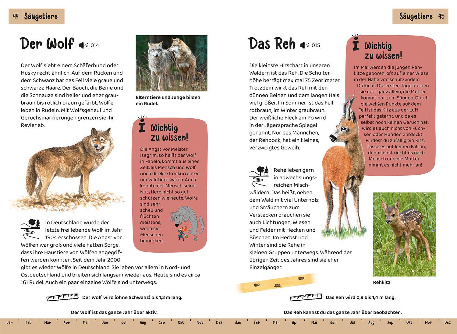Beispielinhalt (Bild) Was lebt im Wald? Kindernaturführer