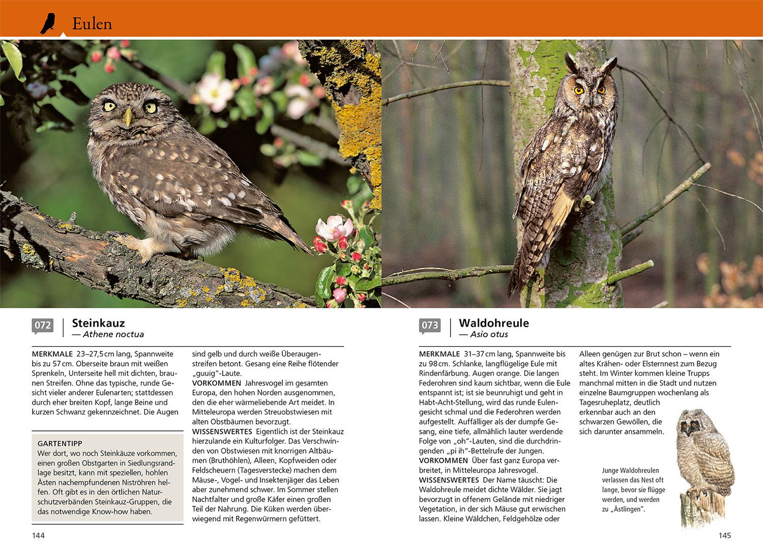 Beispielinhalt (Bild) Welcher Gartenvogel ist das?