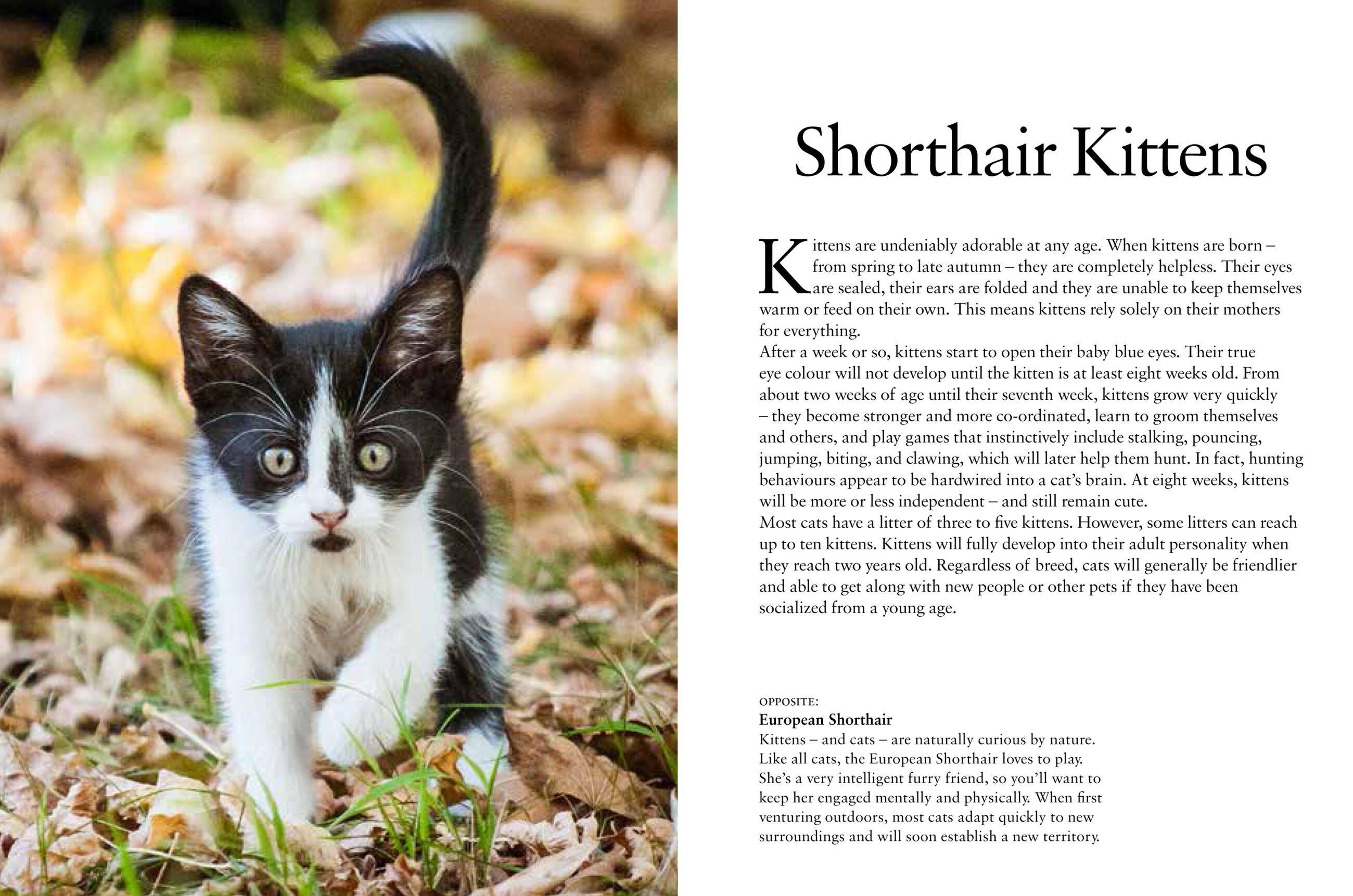 Beispielinhalt (Bild) Kittens