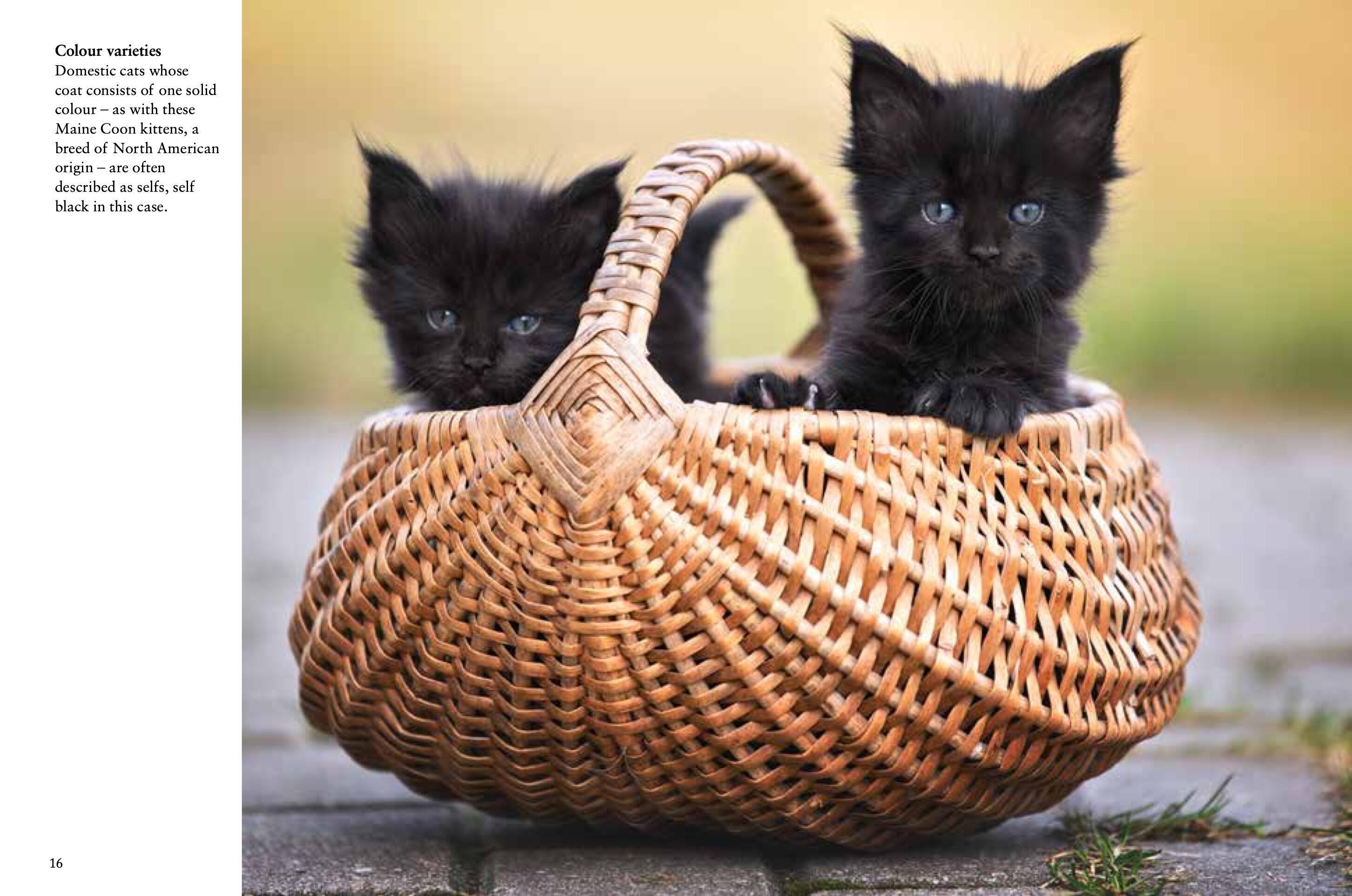 Beispielinhalt (Bild) Kittens