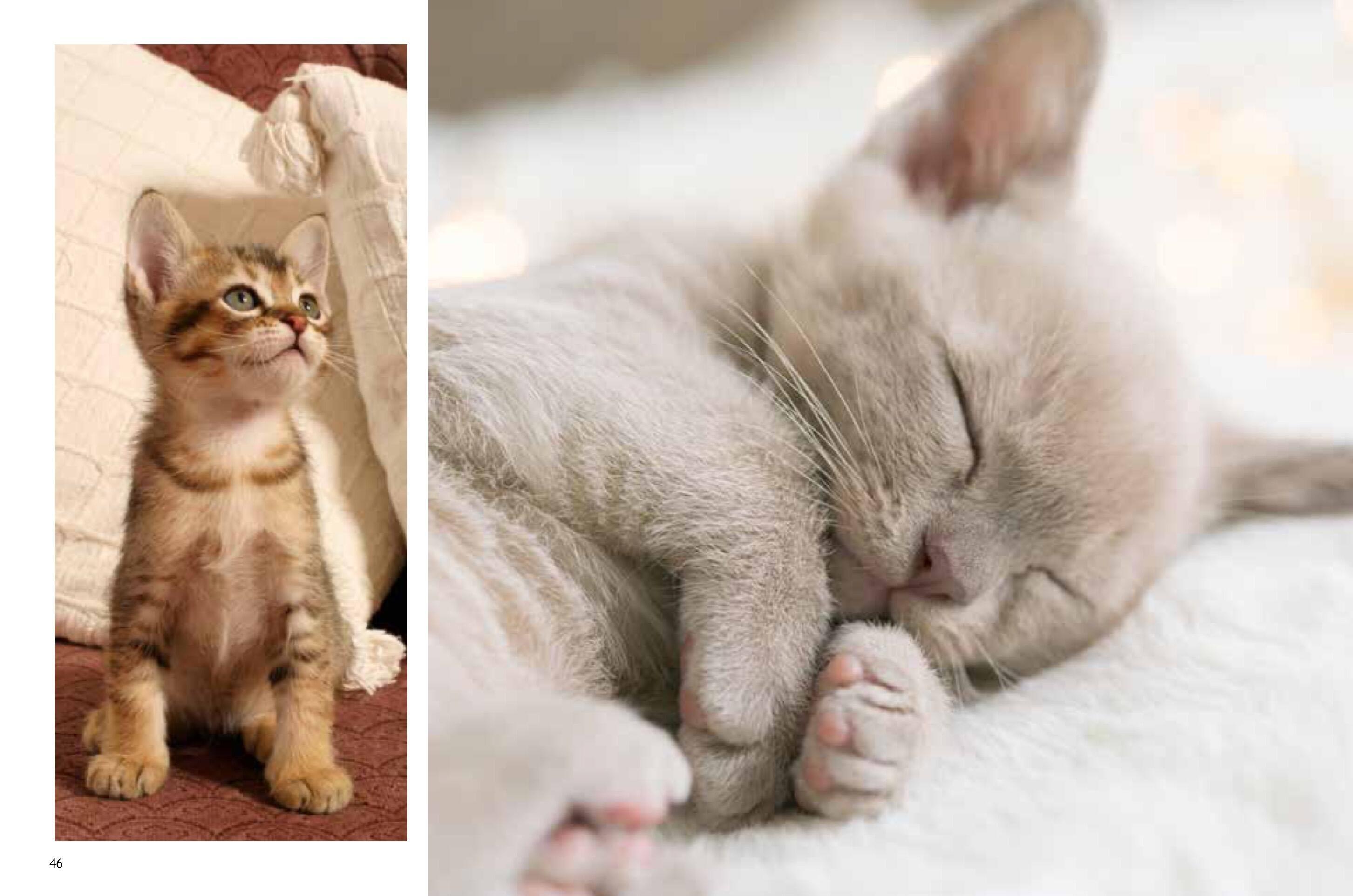 Beispielinhalt (Bild) Kittens