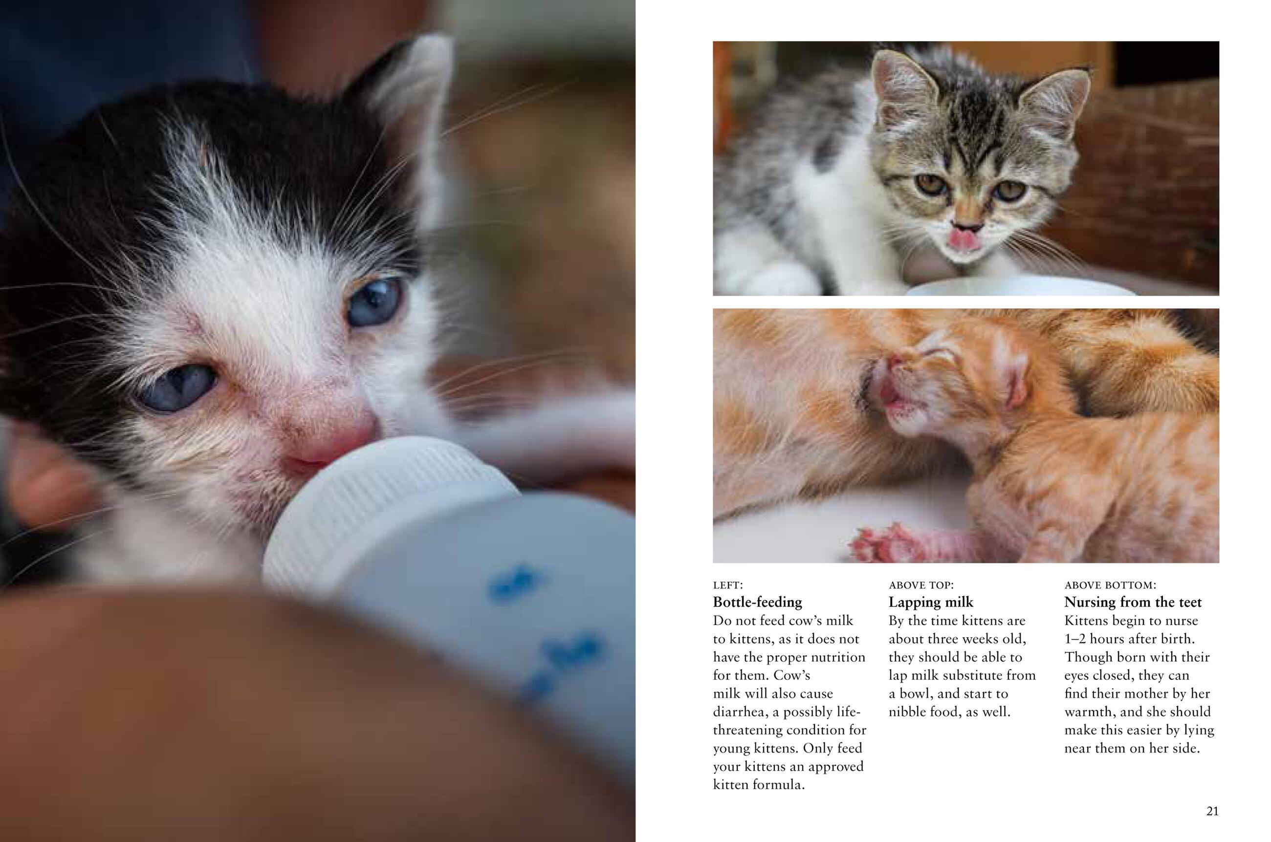 Beispielinhalt (Bild) Kittens