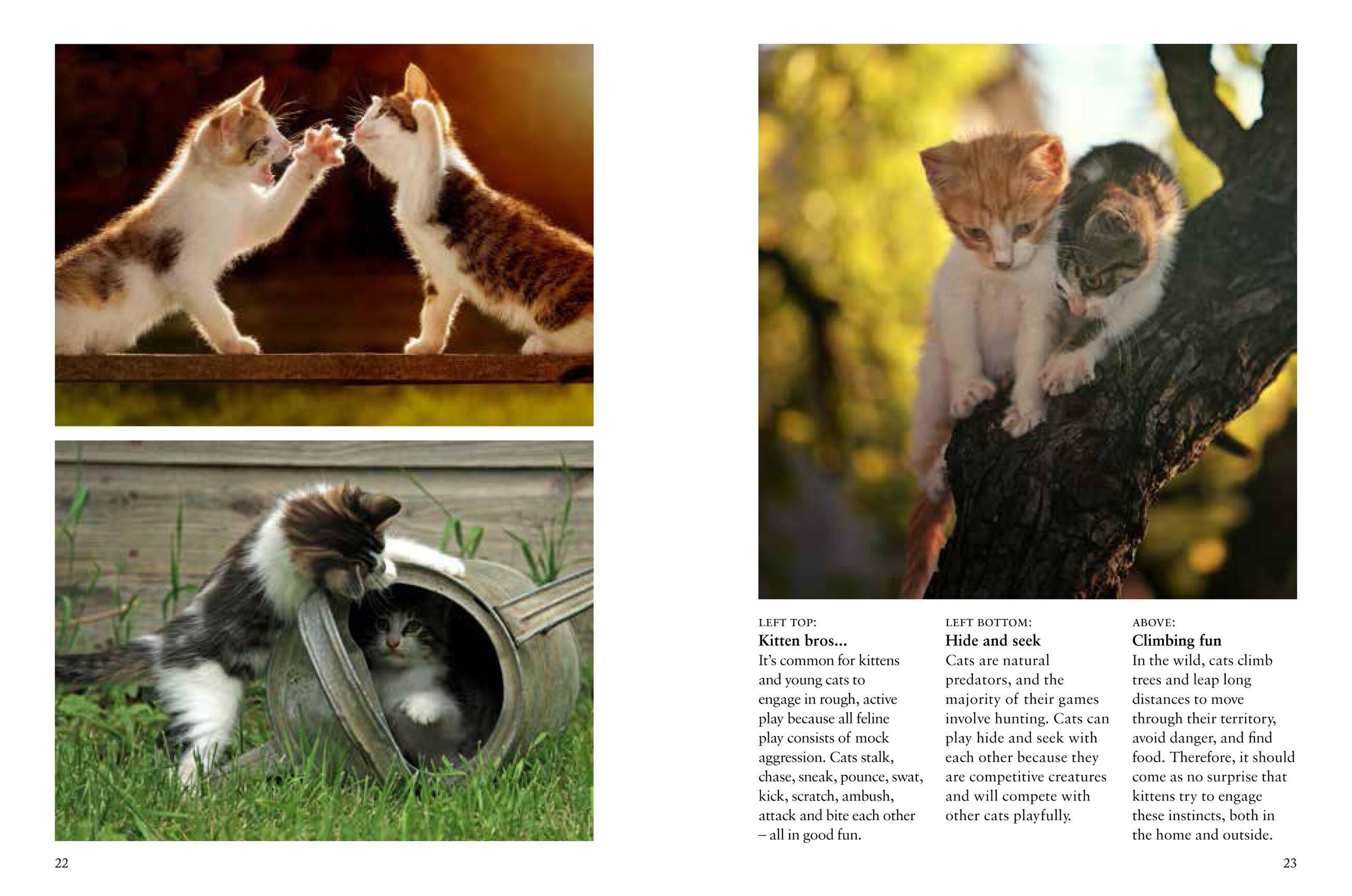 Beispielinhalt (Bild) Kittens