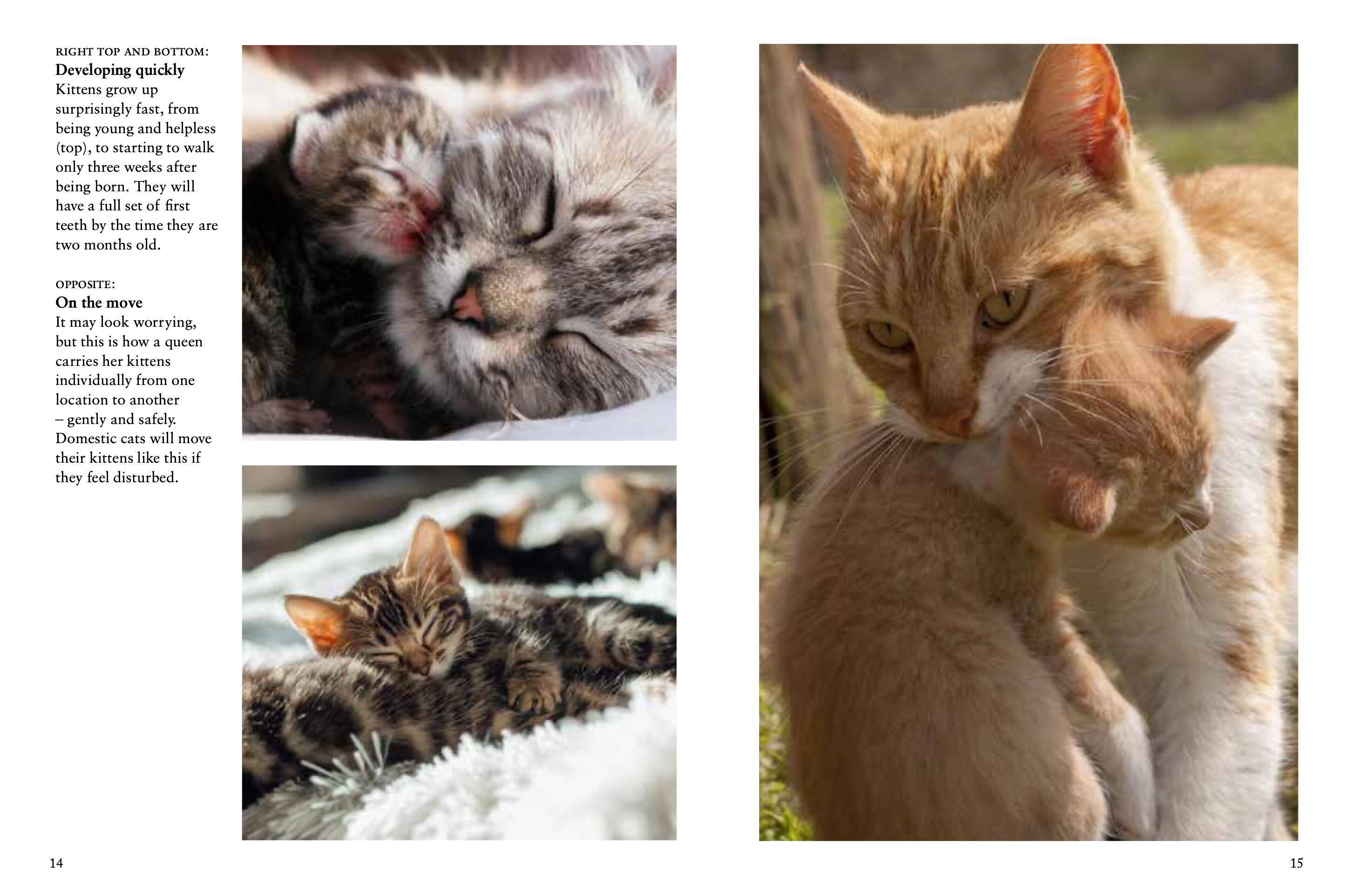 Beispielinhalt (Bild) Kittens