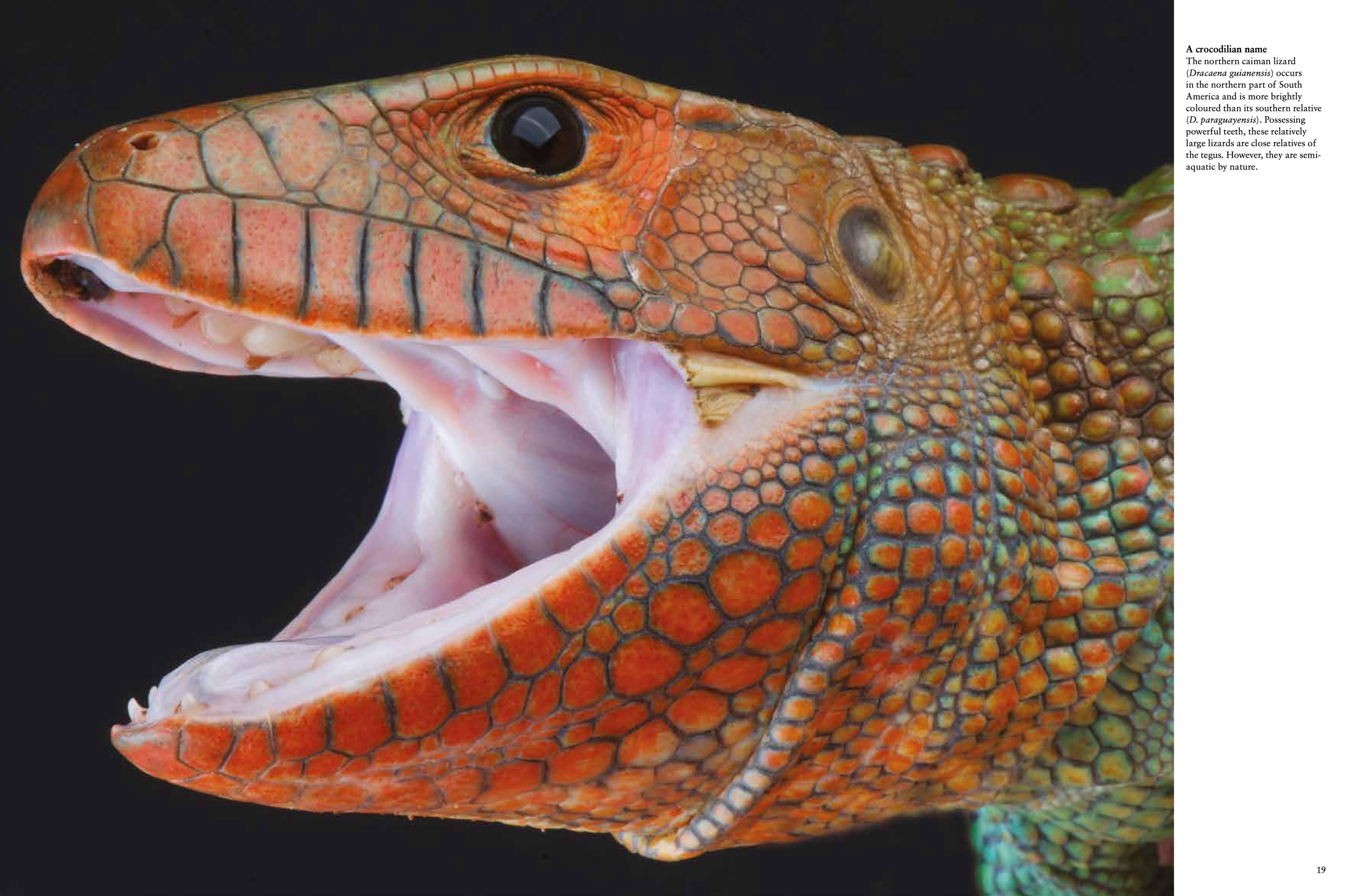 Beispielinhalt (Bild) Crocodiles, Alligators & Lizards