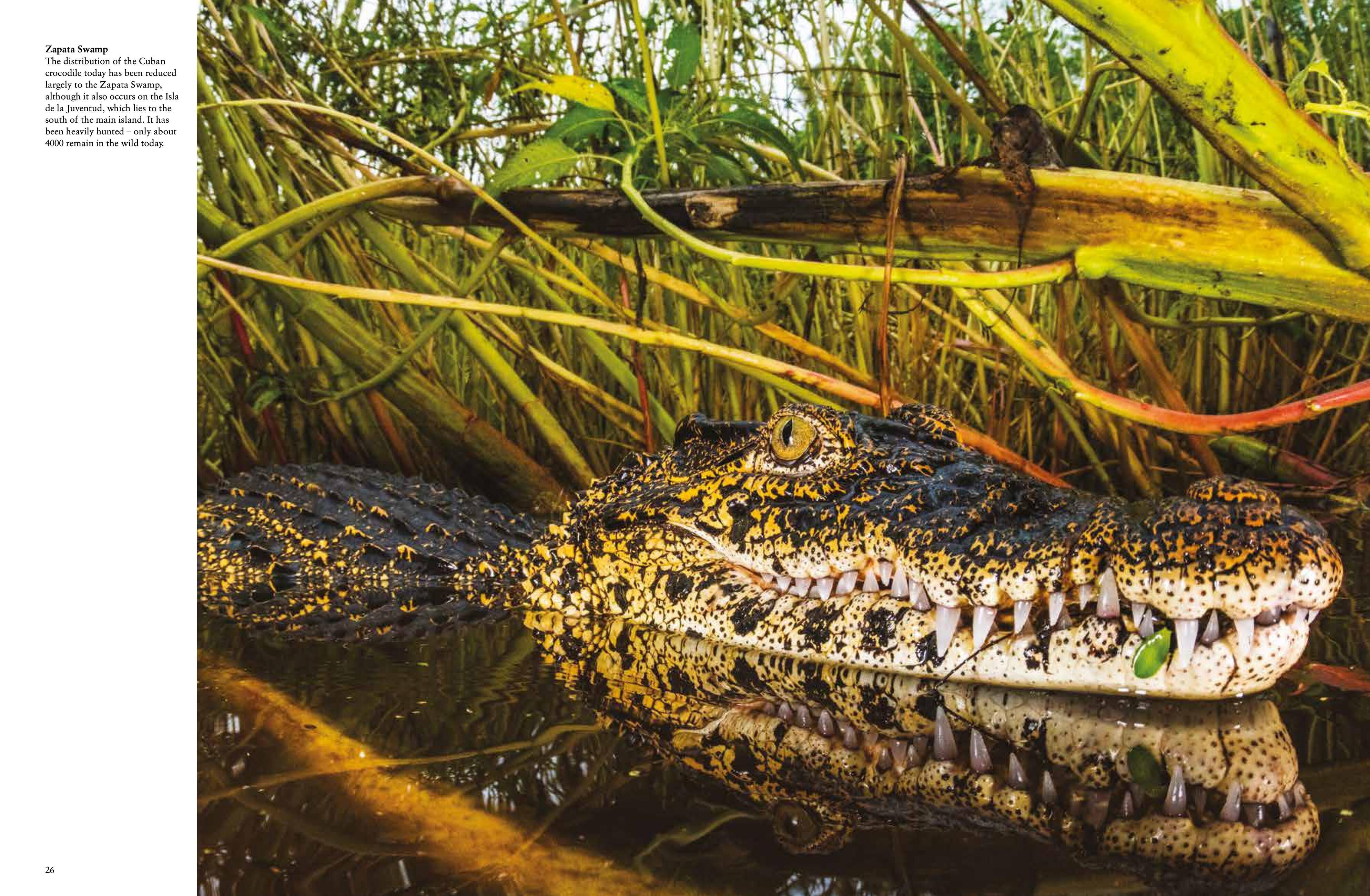 Beispielinhalt (Bild) Crocodiles, Alligators & Lizards