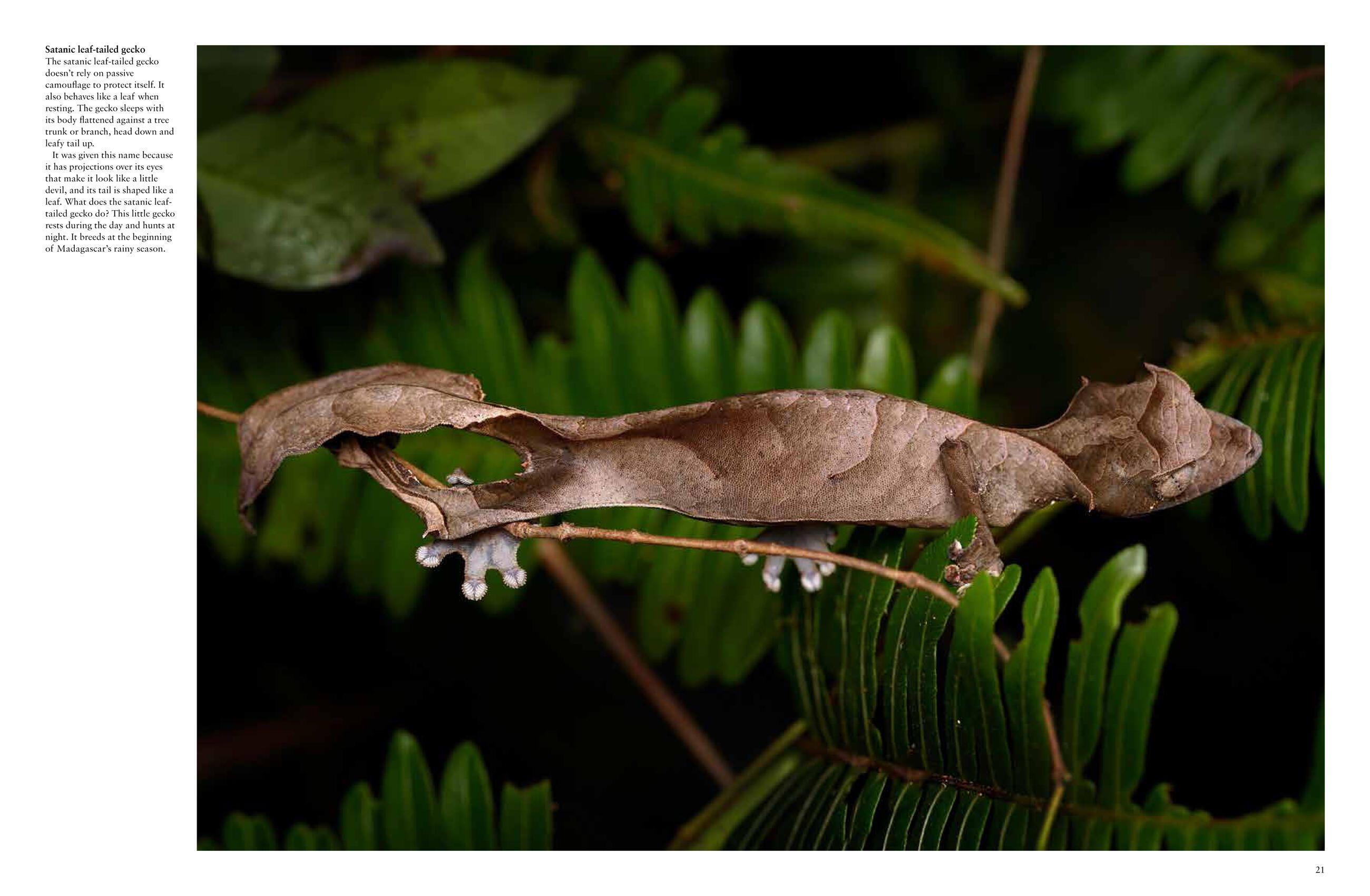 Beispielinhalt (Bild) Crocodiles, Alligators & Lizards