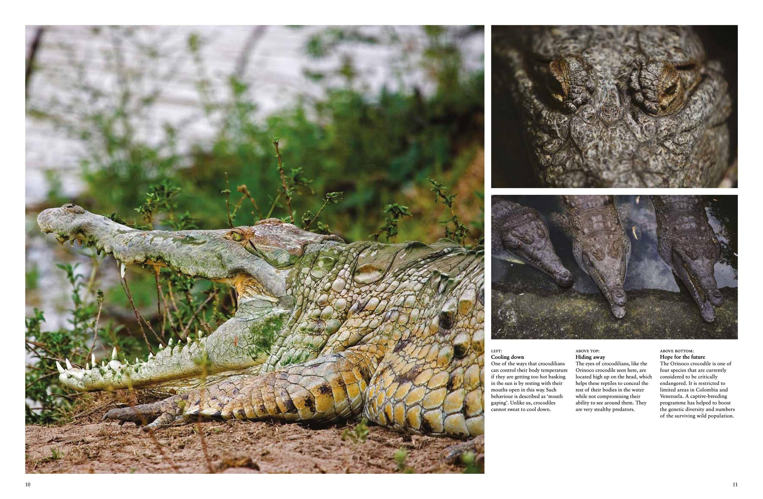 Beispielinhalt (Bild) Crocodiles, Alligators & Lizards