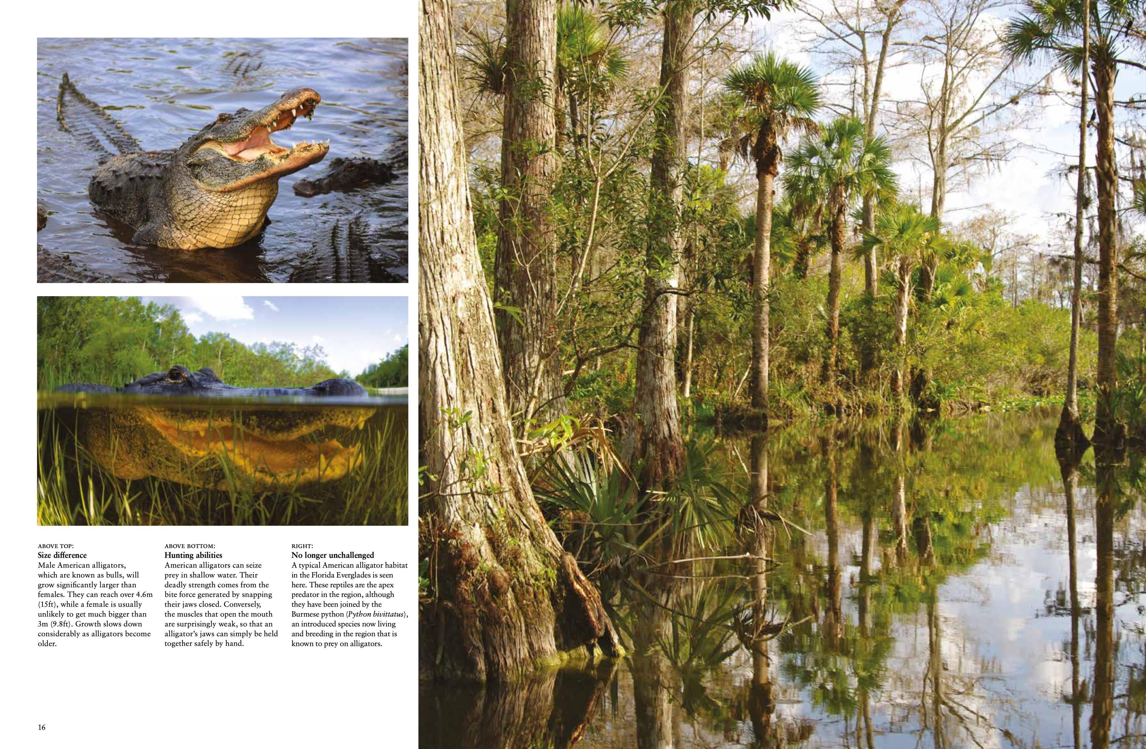 Beispielinhalt (Bild) Crocodiles, Alligators & Lizards