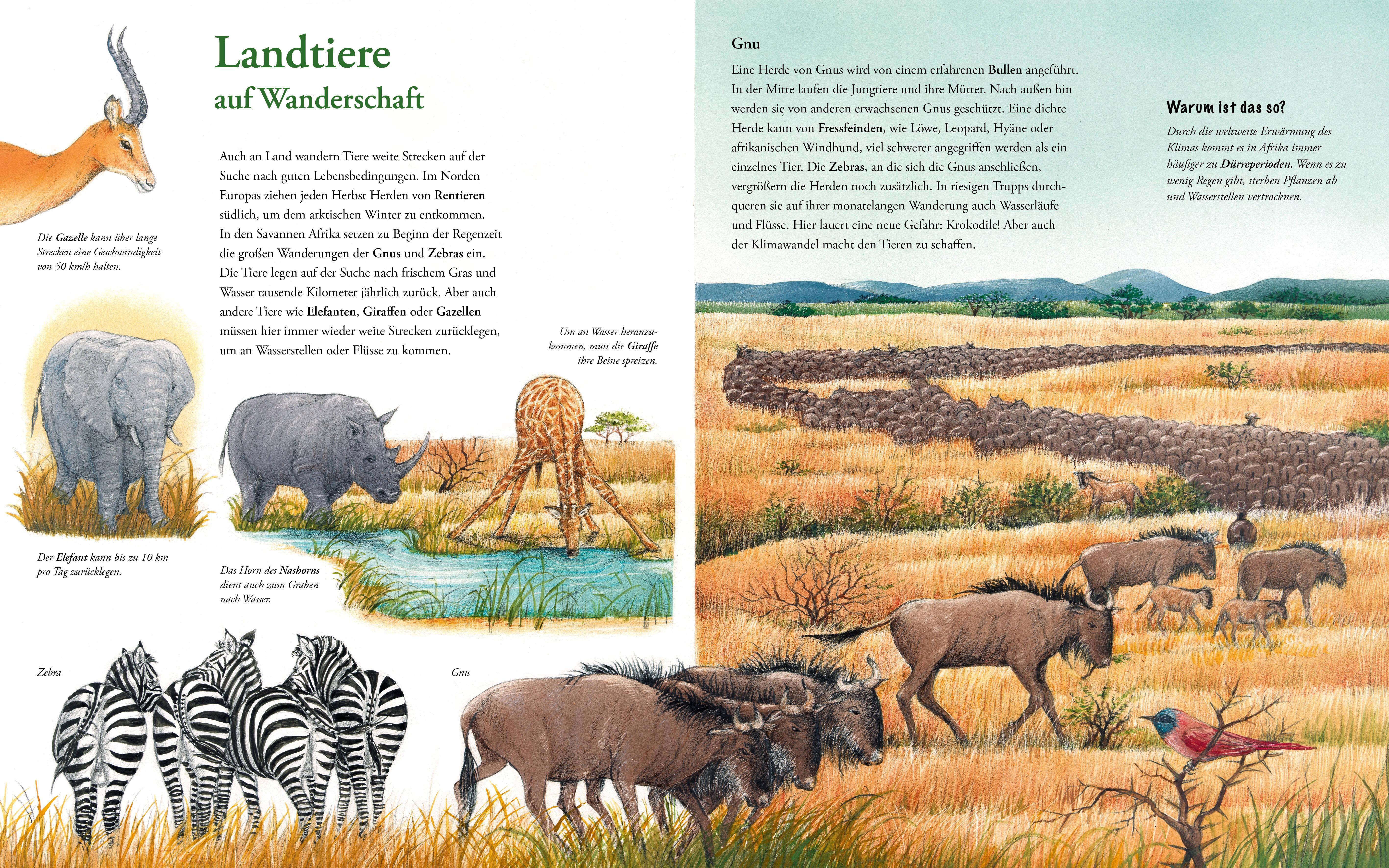 Beispielinhalt (Bild) Die großen Tierreisen - Unterwegs mit dem kleinen Storch: für alle Entdeckerinnen und Entdecker: besondere Tiere, weite Reisen und spannende Karten