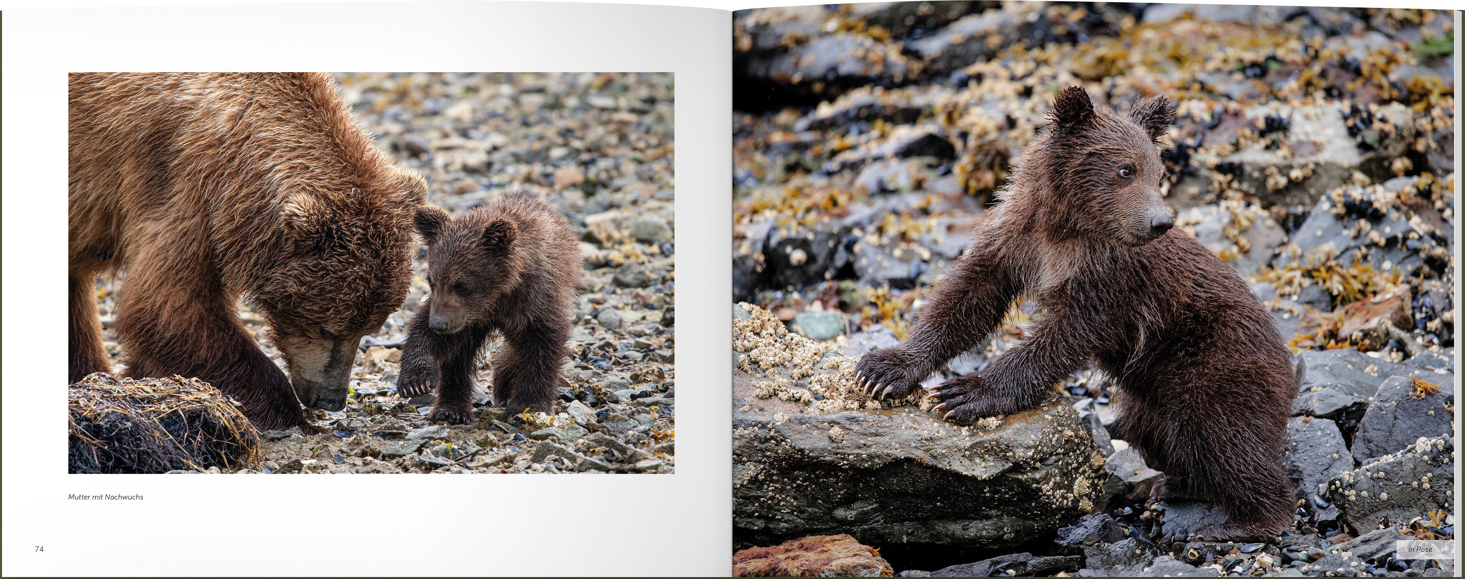Beispielinhalt (Bild) Vom Grizzly zum Teddybär