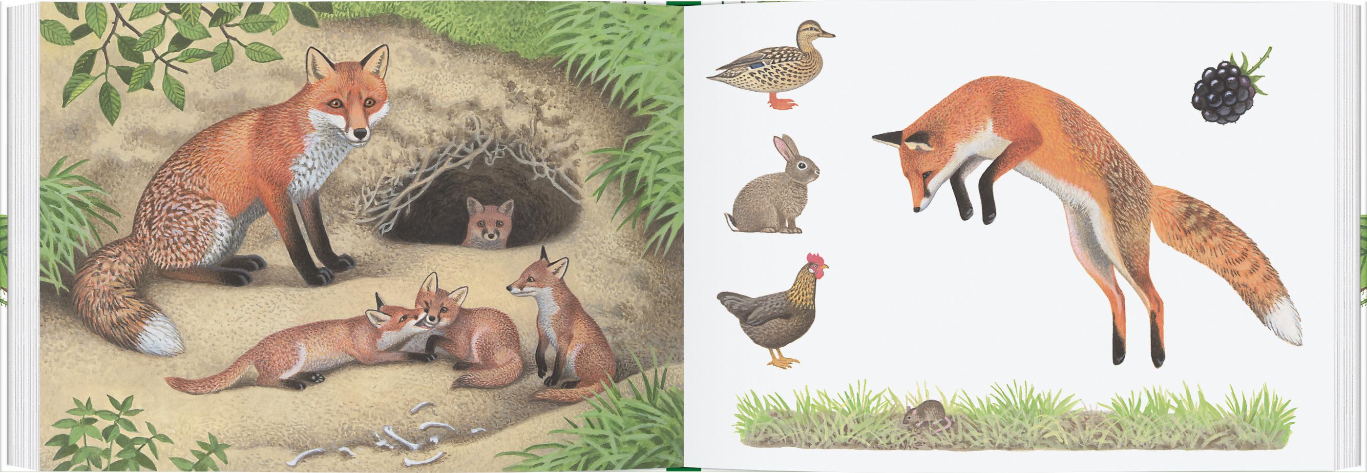 Beispielinhalt (Bild) Tiere im Wald