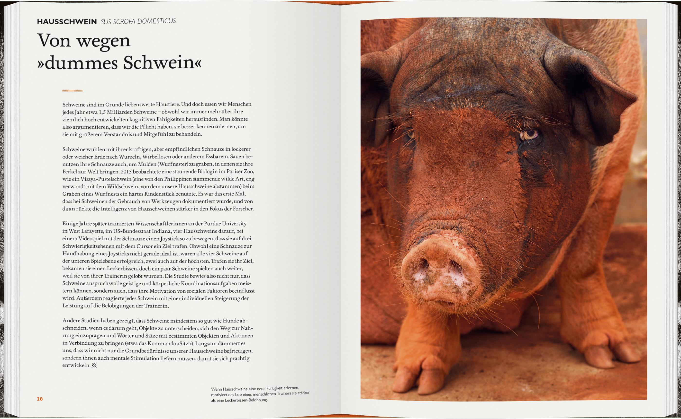 Beispielinhalt (Bild) Was Tiere denken