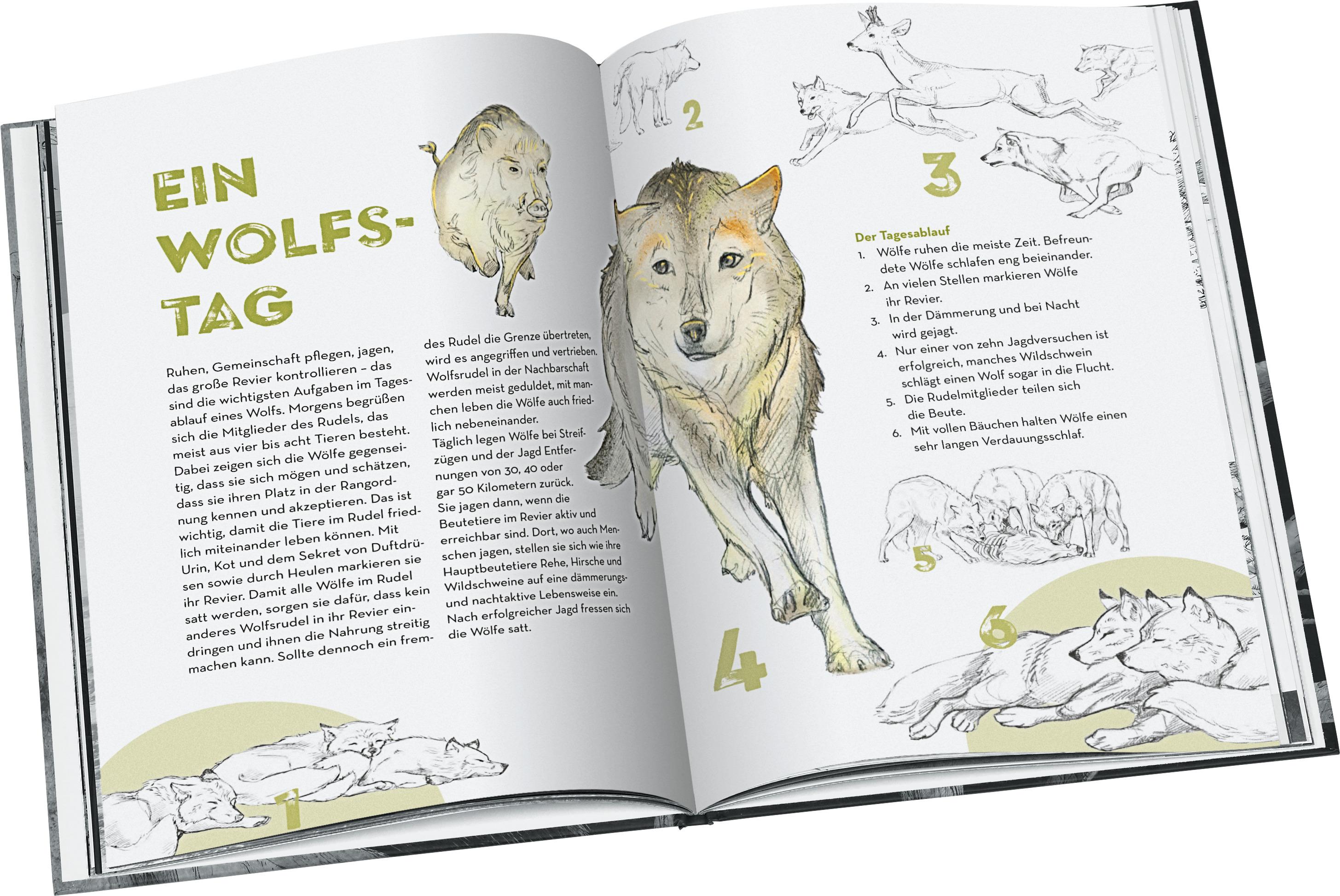 Beispielinhalt (Bild) Wölfe