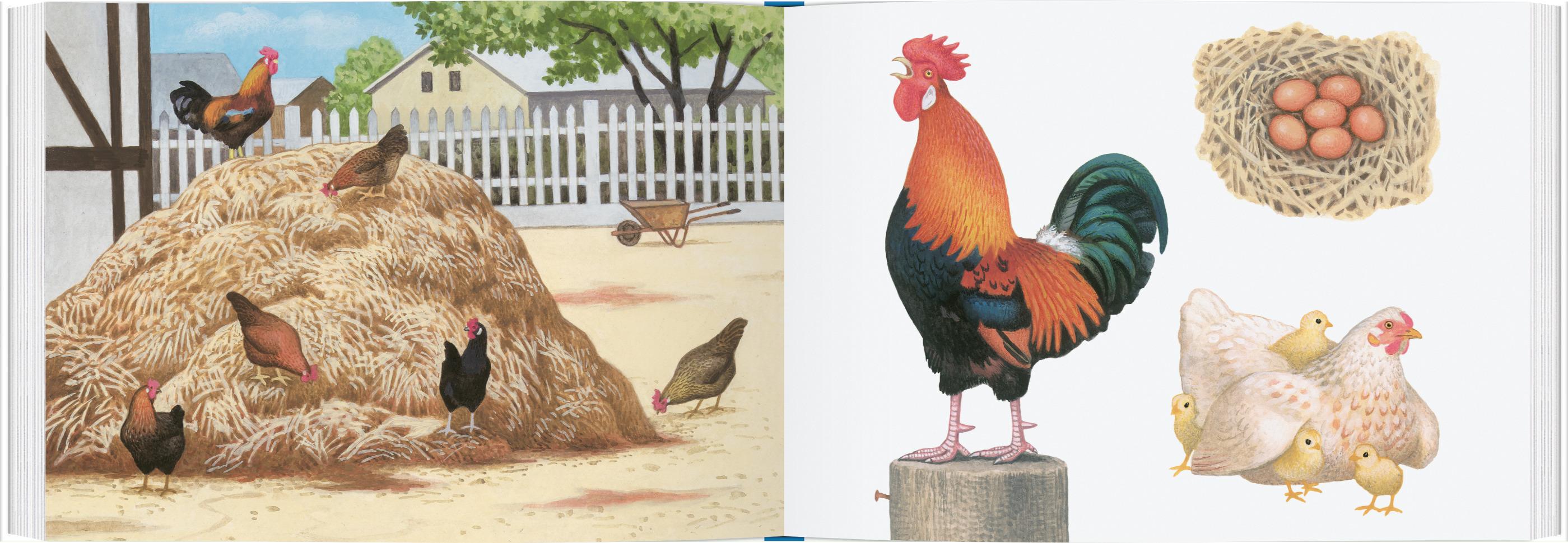 Beispielinhalt (Bild) Tiere auf dem Bauernhof