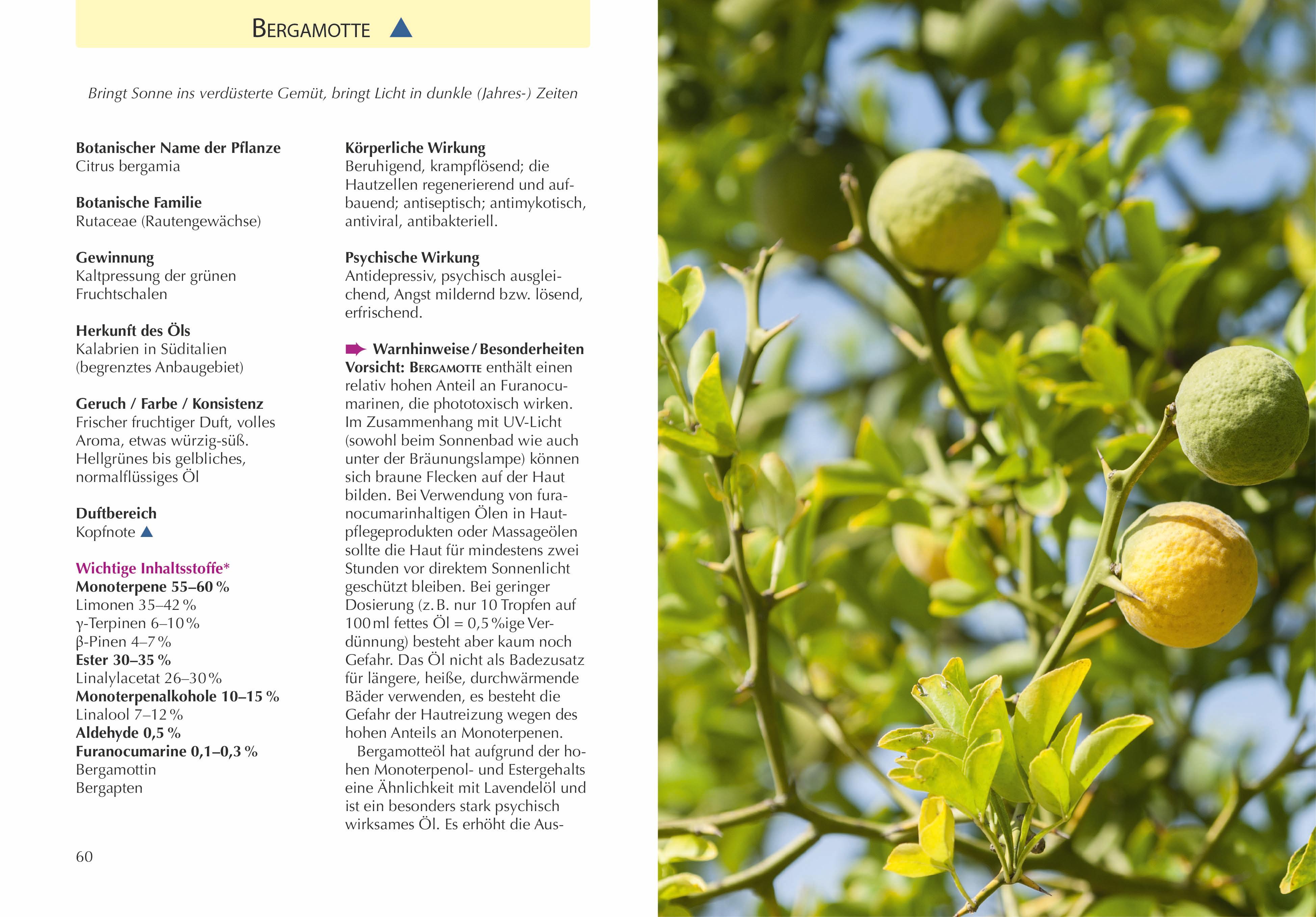Beispielinhalt (Bild) Handbuch Ätherische Öle