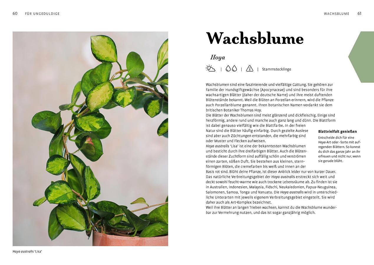 Beispielinhalt (Bild) Grow your Jungle