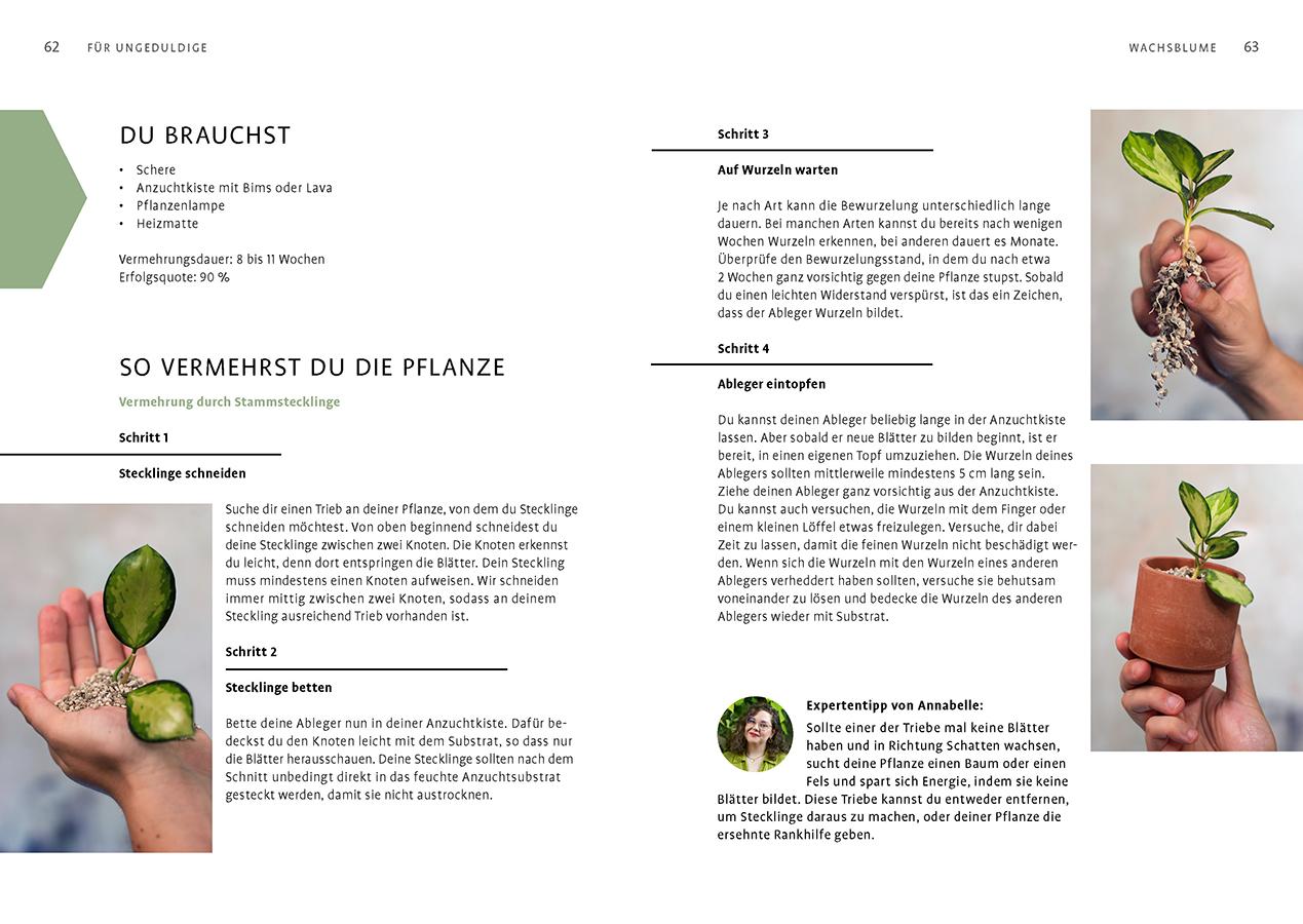 Beispielinhalt (Bild) Grow your Jungle