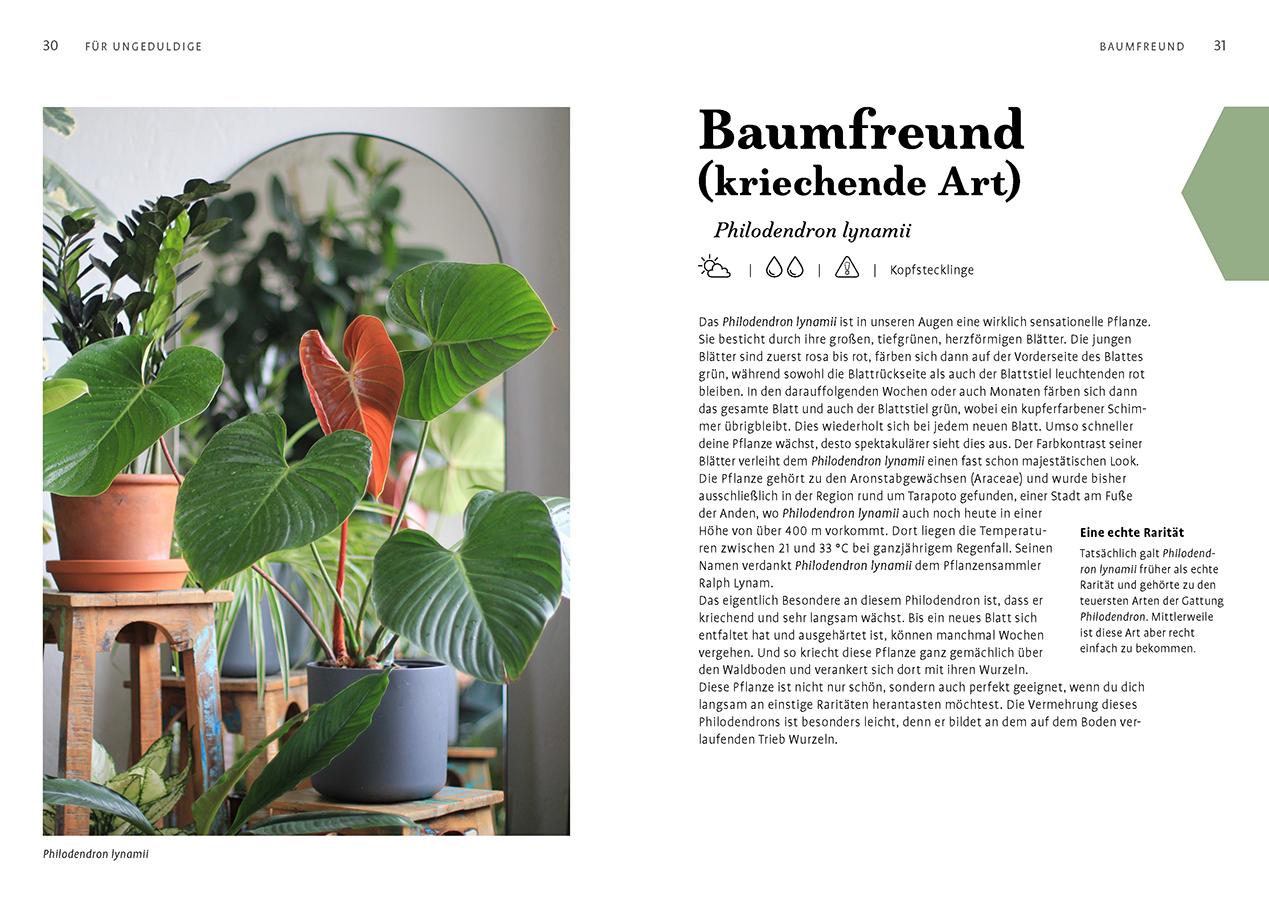 Beispielinhalt (Bild) Grow your Jungle