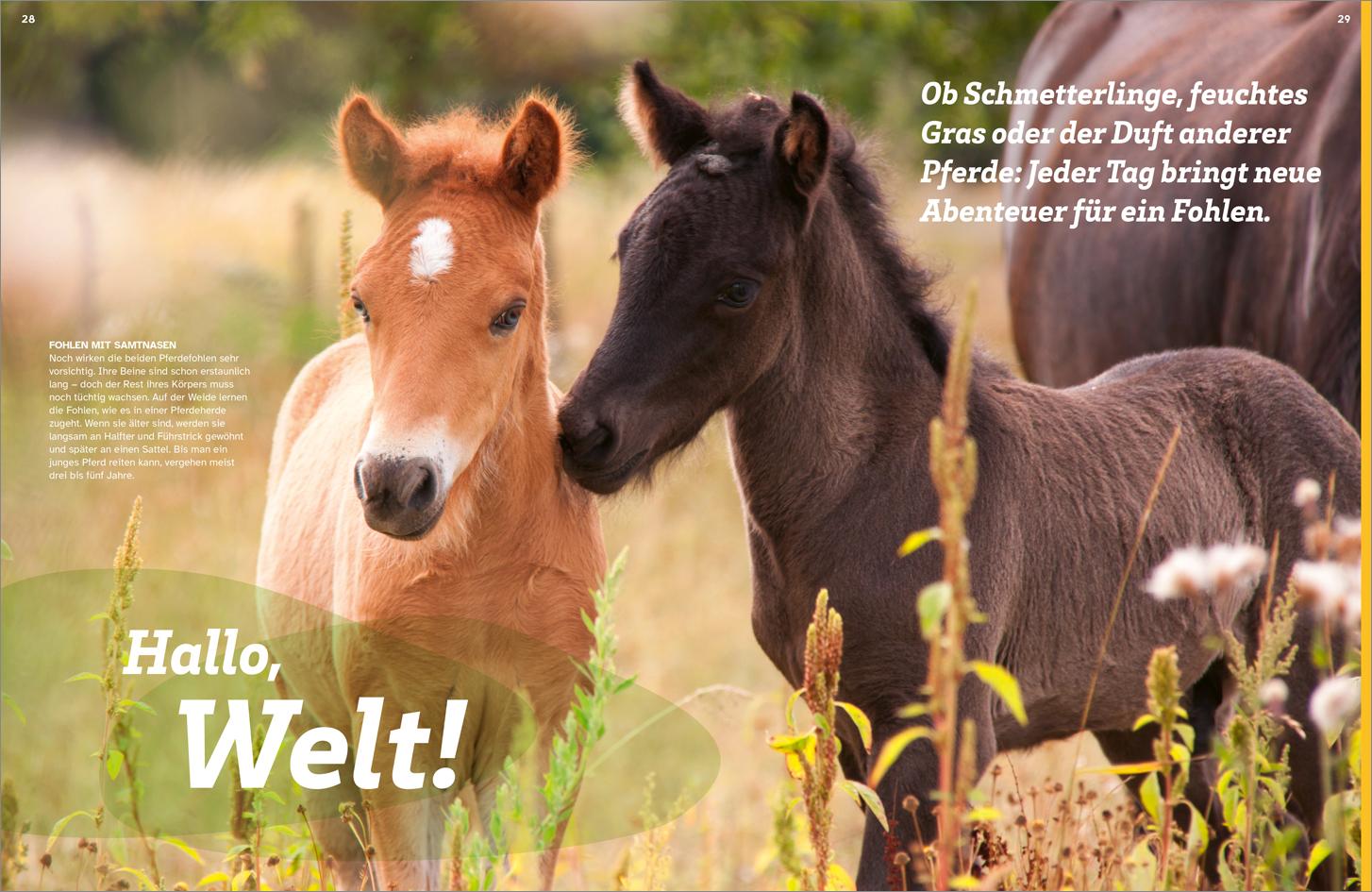 Beispielinhalt (Bild) WAS IST WAS Pferde. Freunde, Freiheit, Abenteuer