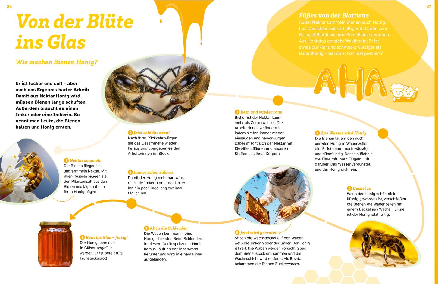 Beispielinhalt (Bild) WAS IST WAS Bienen. Summende Genies