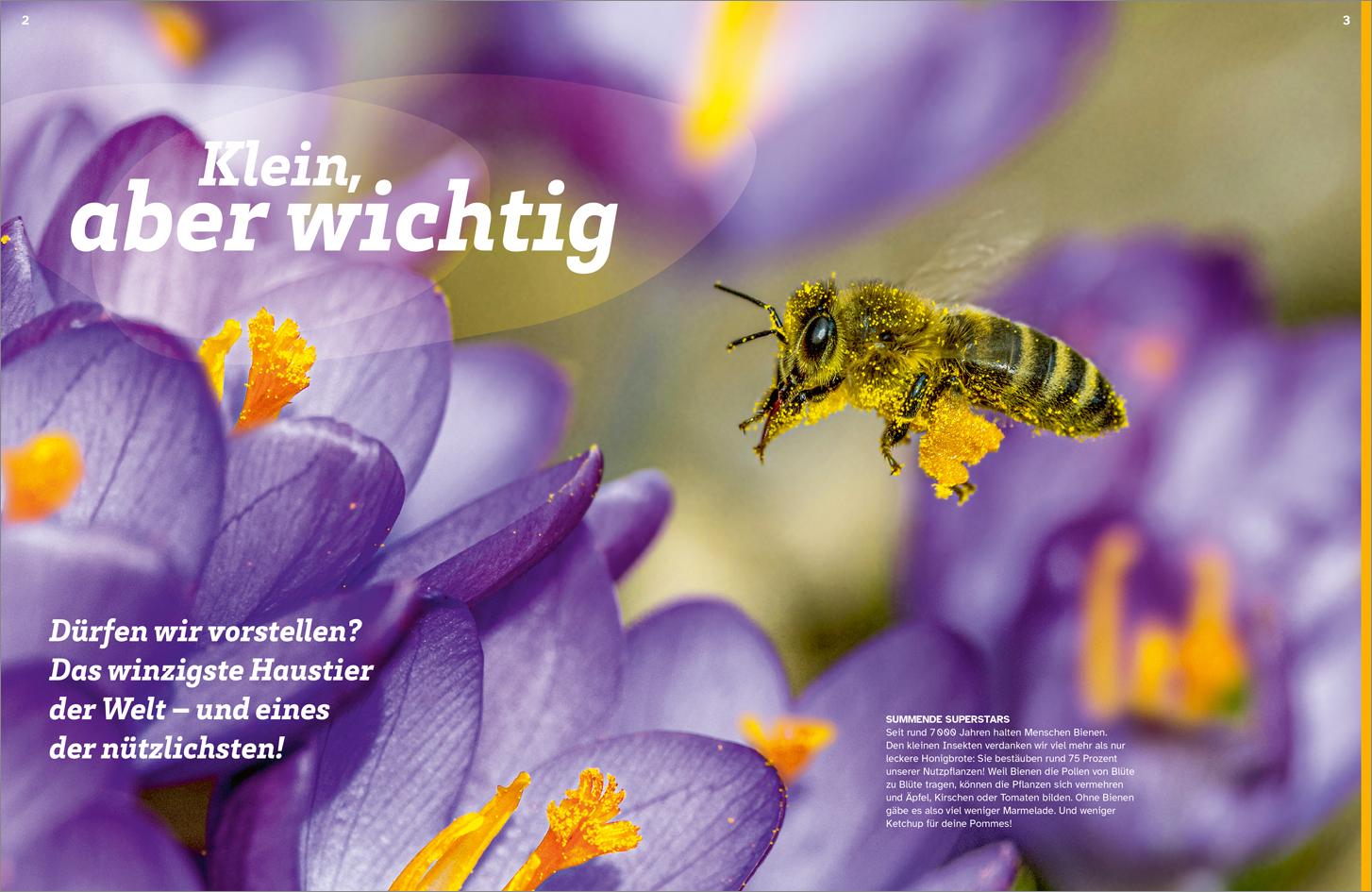 Beispielinhalt (Bild) WAS IST WAS Bienen. Summende Genies