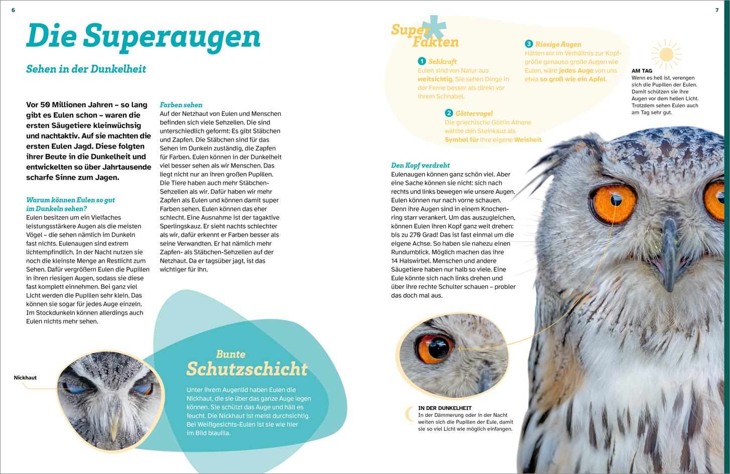 Beispielinhalt (Bild) WAS IST WAS Eulen. Jäger mit Supersinnen