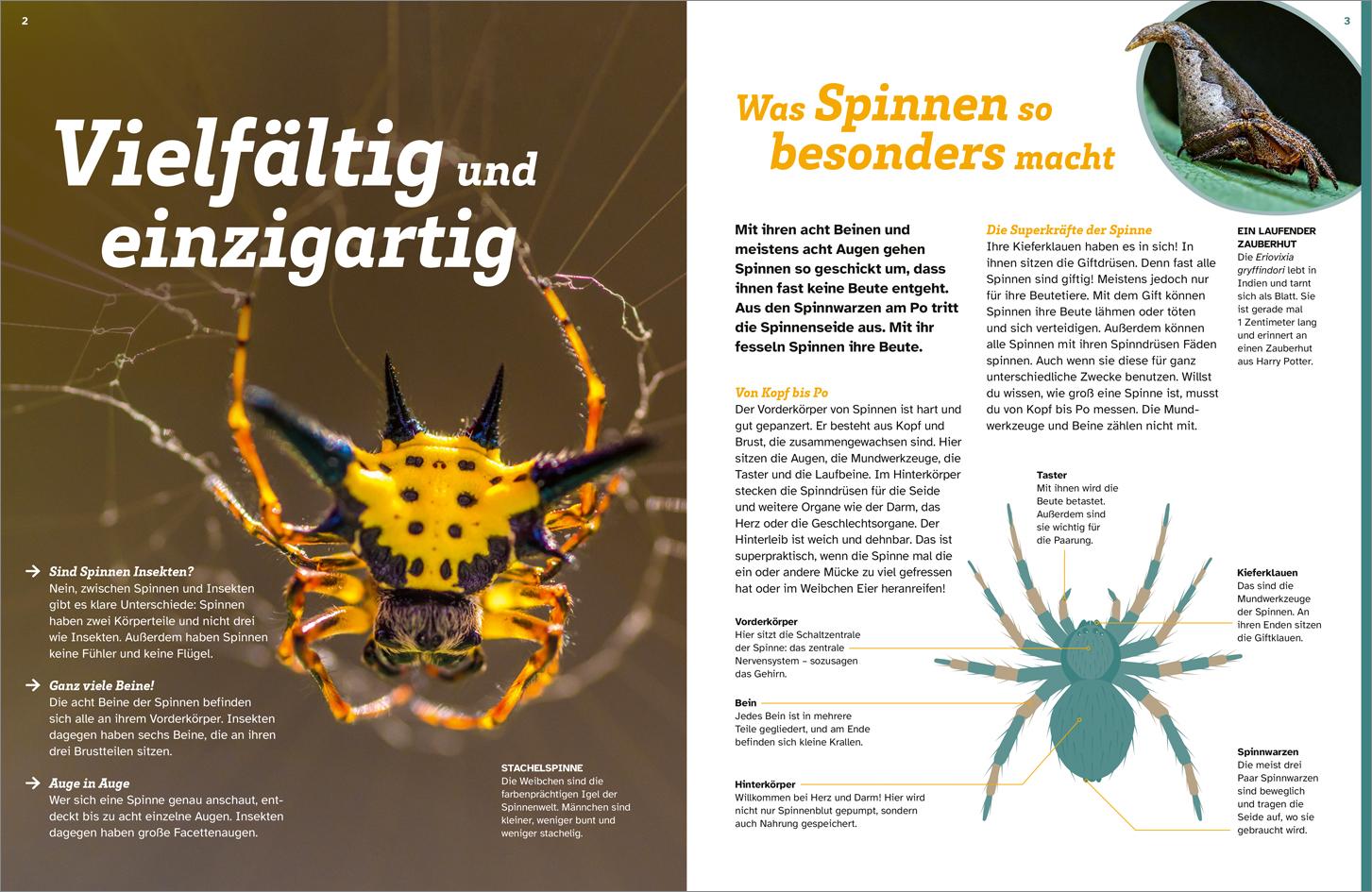 Beispielinhalt (Bild) WAS IST WAS Spinnen. Akrobaten auf acht Beinen
