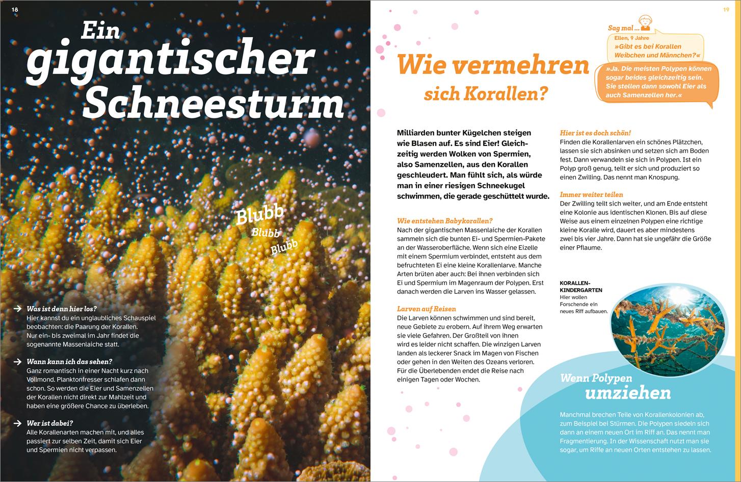Beispielinhalt (Bild) WAS IST WAS Korallenriff. Mitten im Gewusel