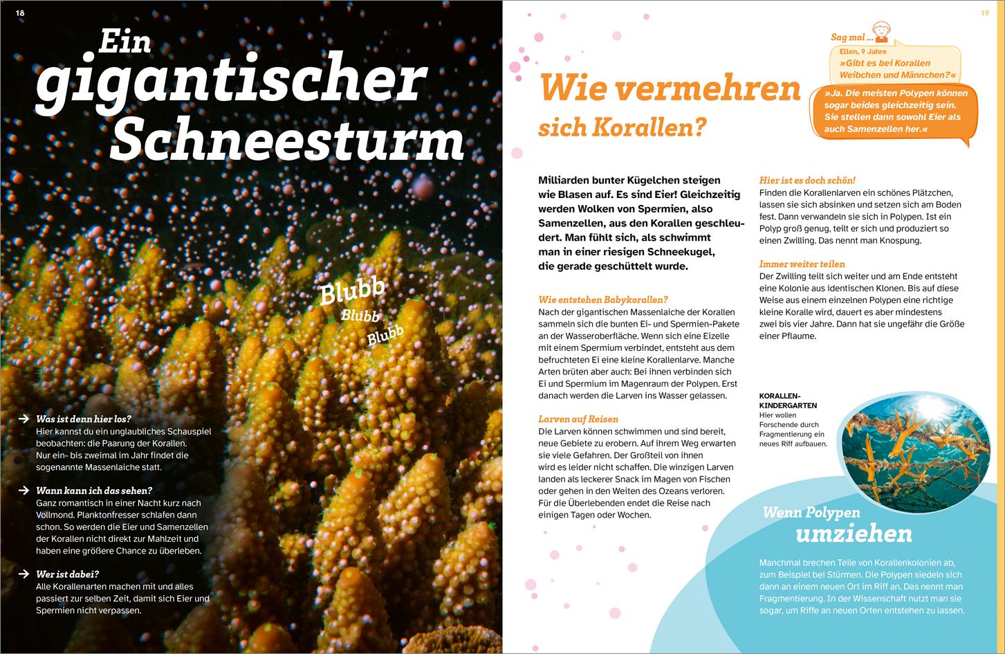 Beispielinhalt (Bild) WAS IST WAS Korallenriff. Mitten im Gewusel