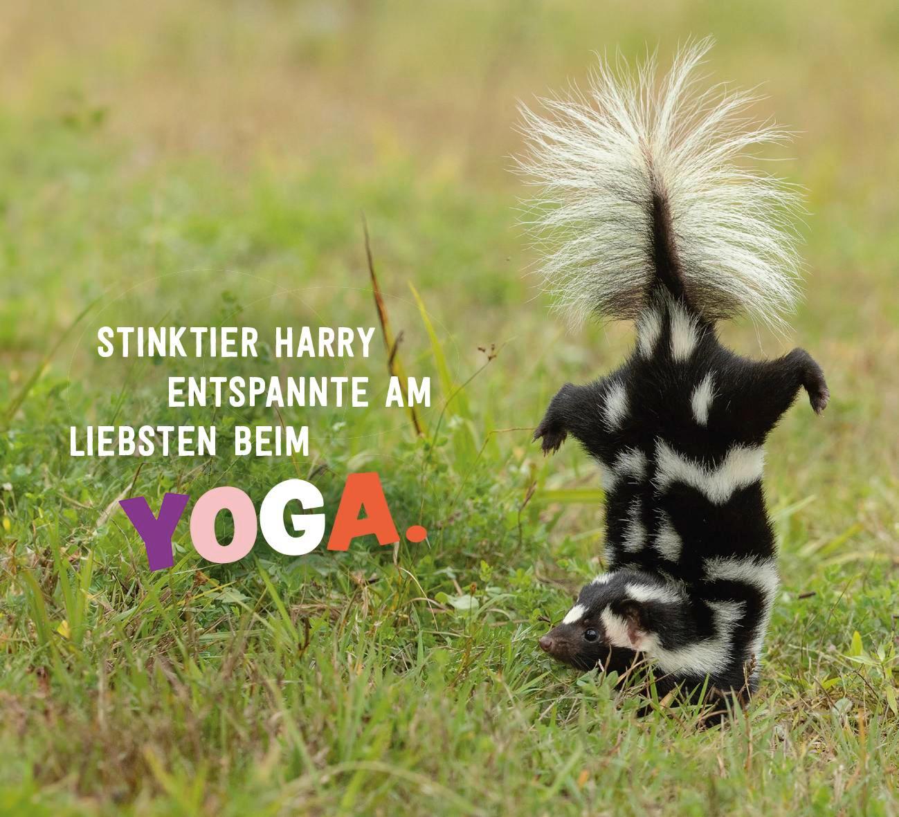 Beispielinhalt (Bild) Tierisch gechillt!
