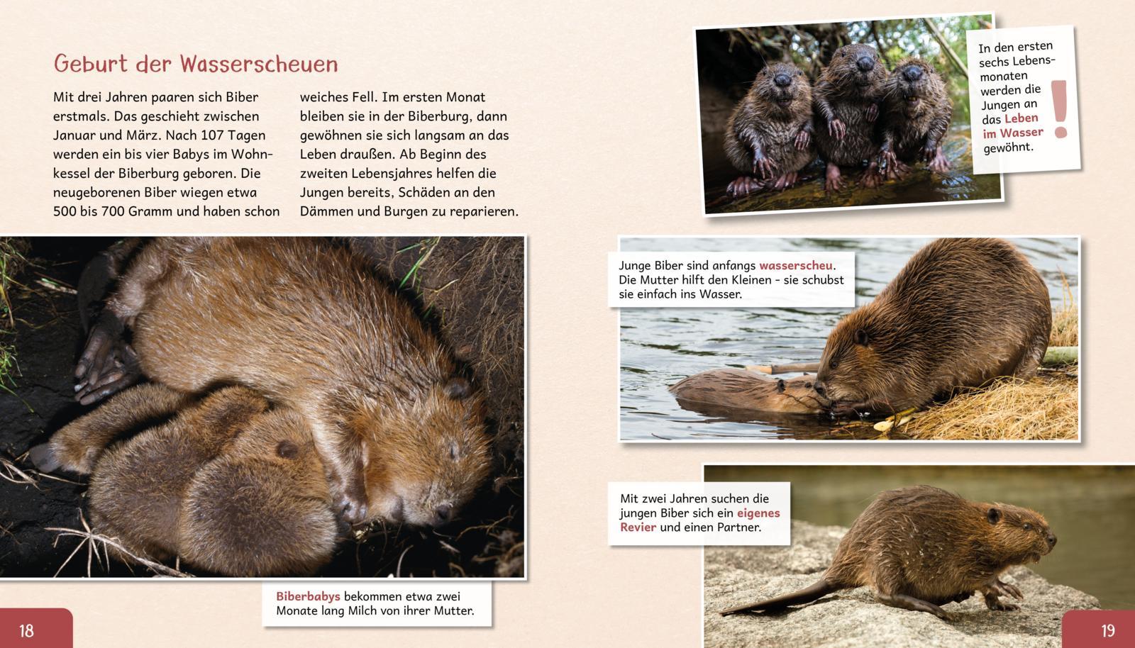 Beispielinhalt (Bild) Meine große Tierbibliothek: Der Biber