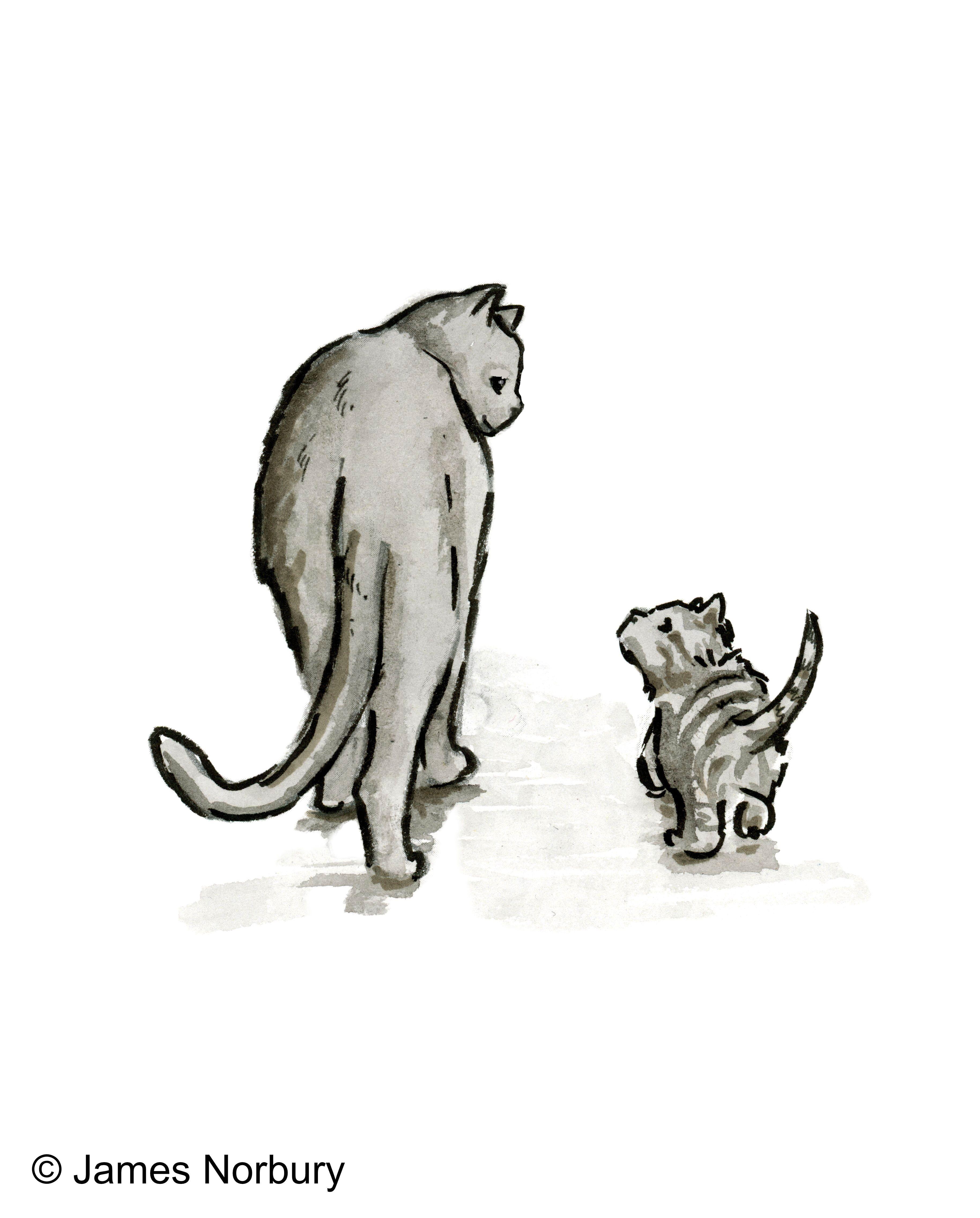 Beispielinhalt (Bild) Die Katze, die nach Weisheit sucht