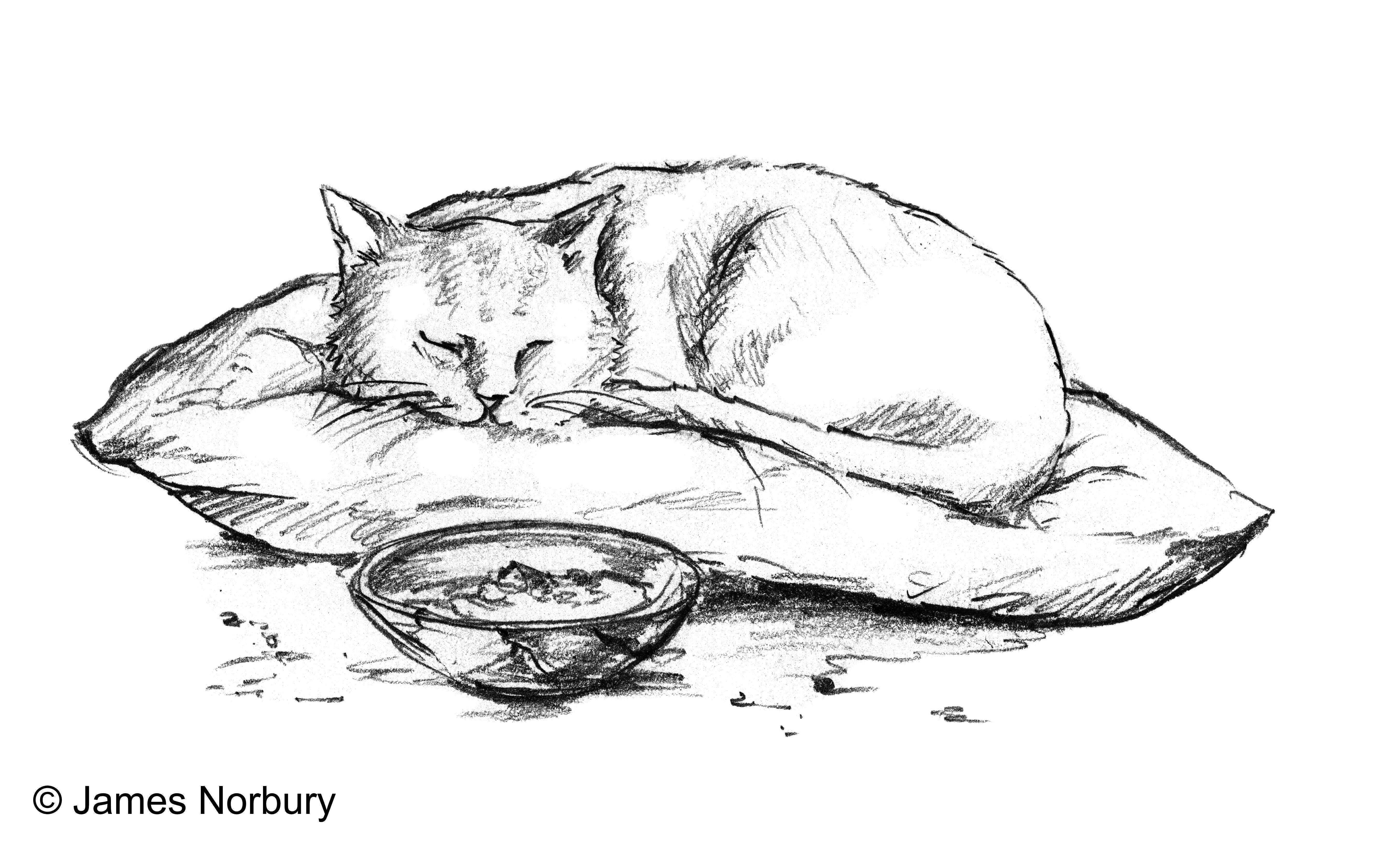 Beispielinhalt (Bild) Die Katze, die nach Weisheit sucht