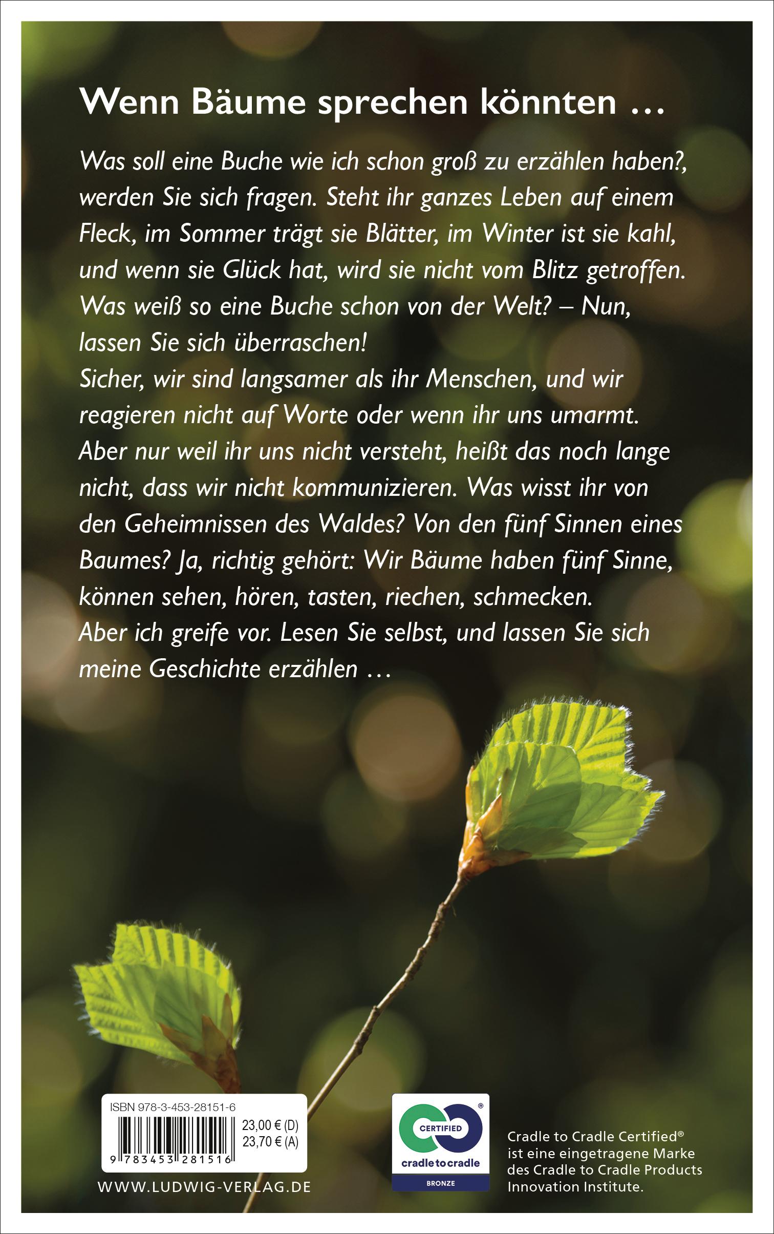 Beispielinhalt (Bild) Buchenleben