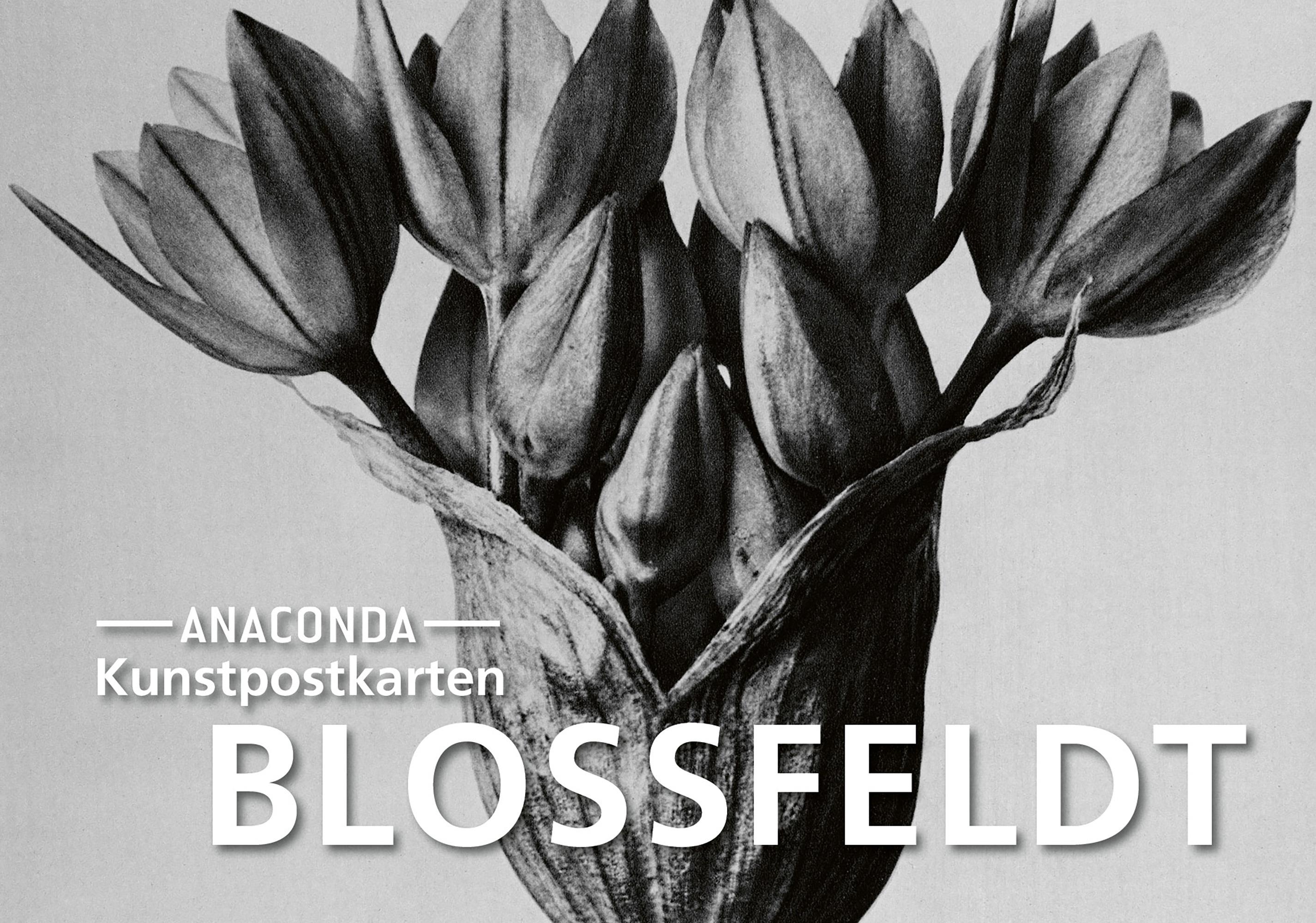 Vorderes Coverbild Postkarten-Set Blossfeldt