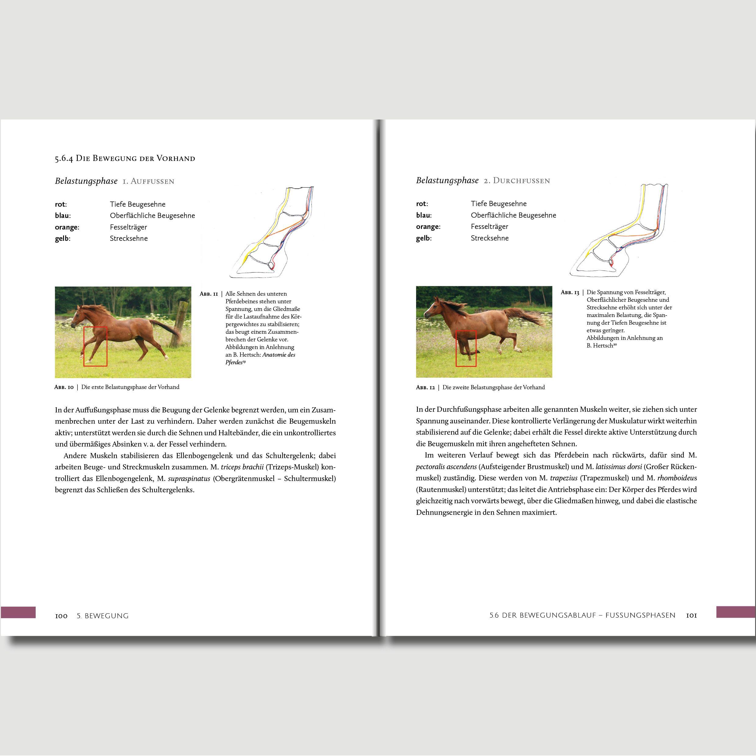 Beispielinhalt (Bild) Hufwerk