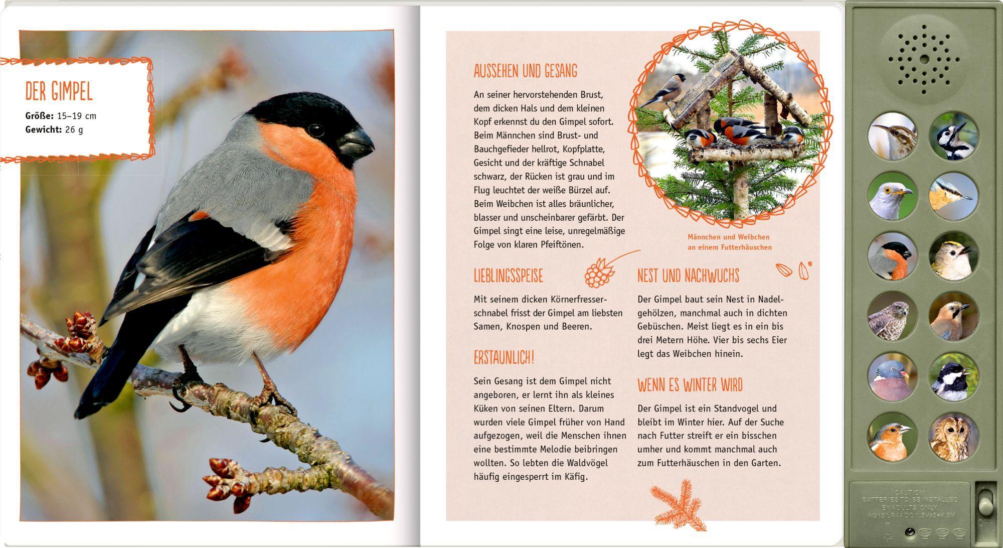 Beispielinhalt (Bild) Vögel in unseren Wäldern