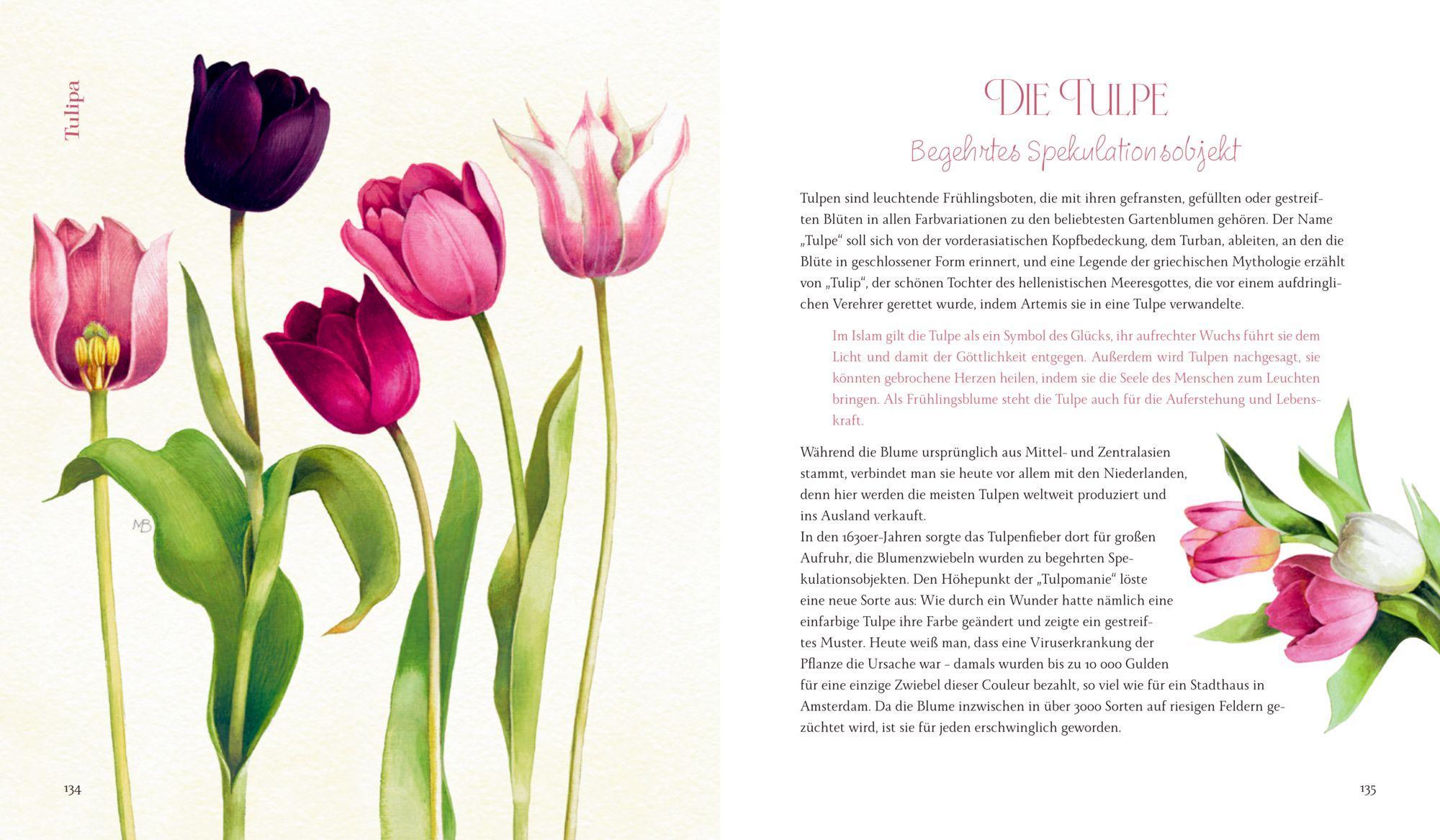 Beispielinhalt (Bild) Vom Zauber der Blumen