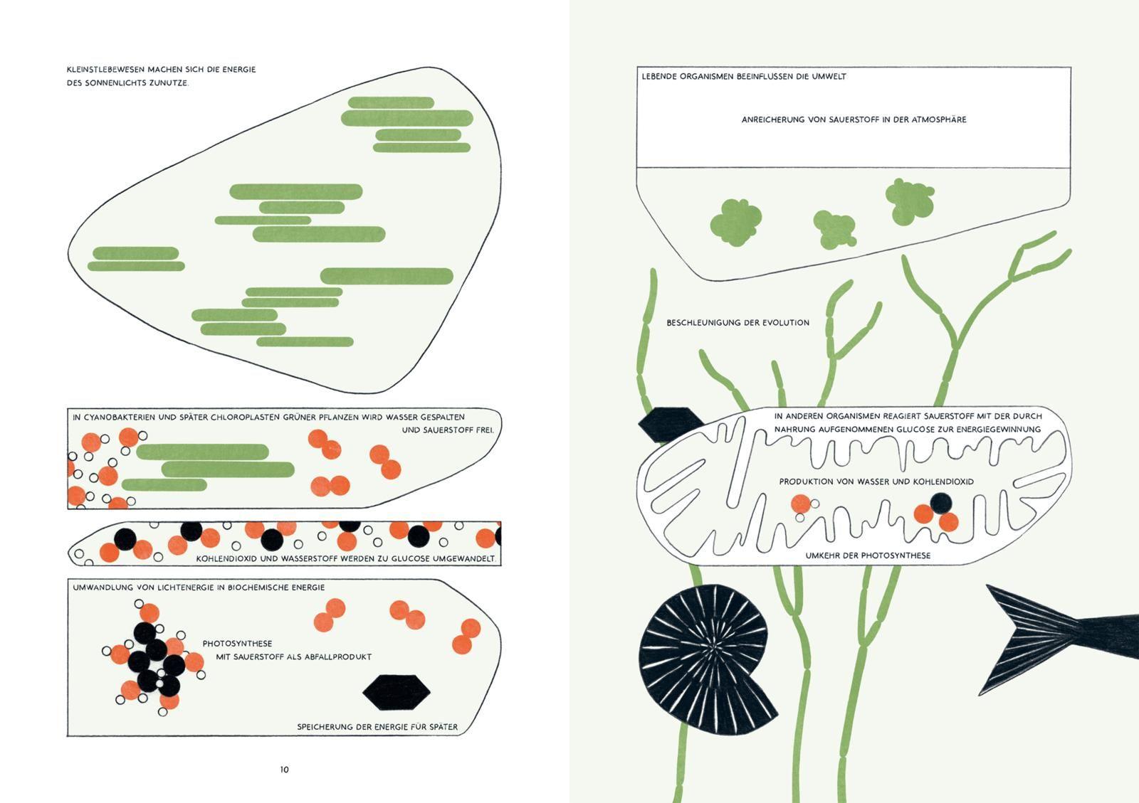 Beispielinhalt (Bild) Wald ohne Bäume